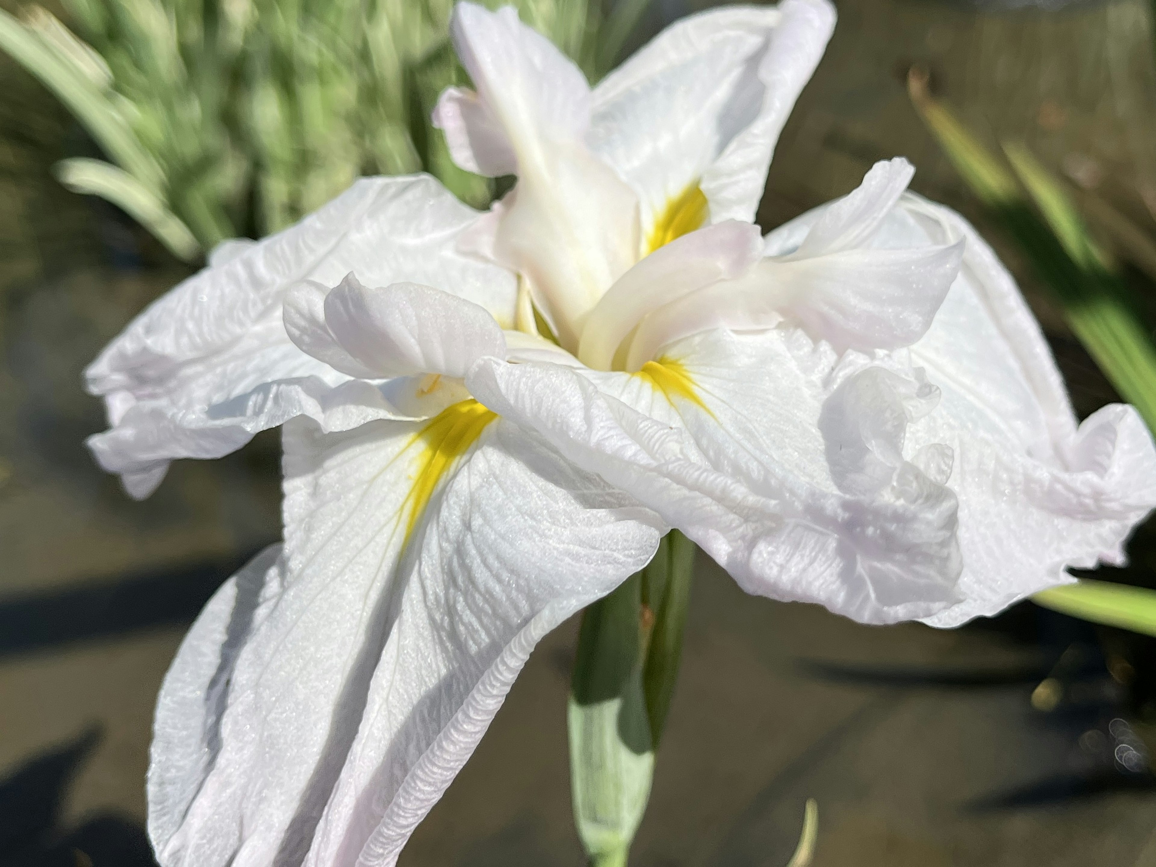 Primer plano de una flor de iris blanca con acentos amarillos