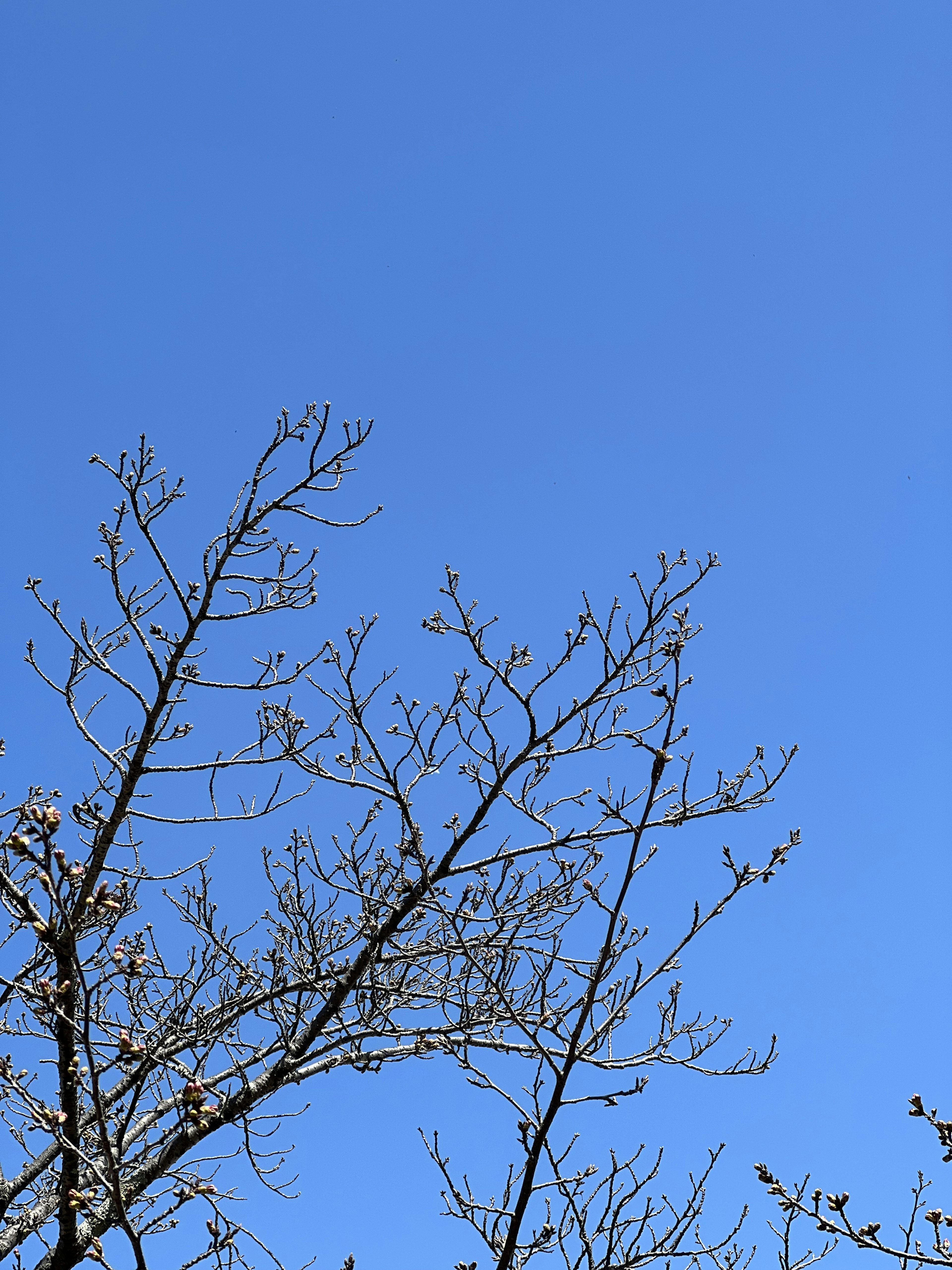 青空の下に枯れた木の枝が見える