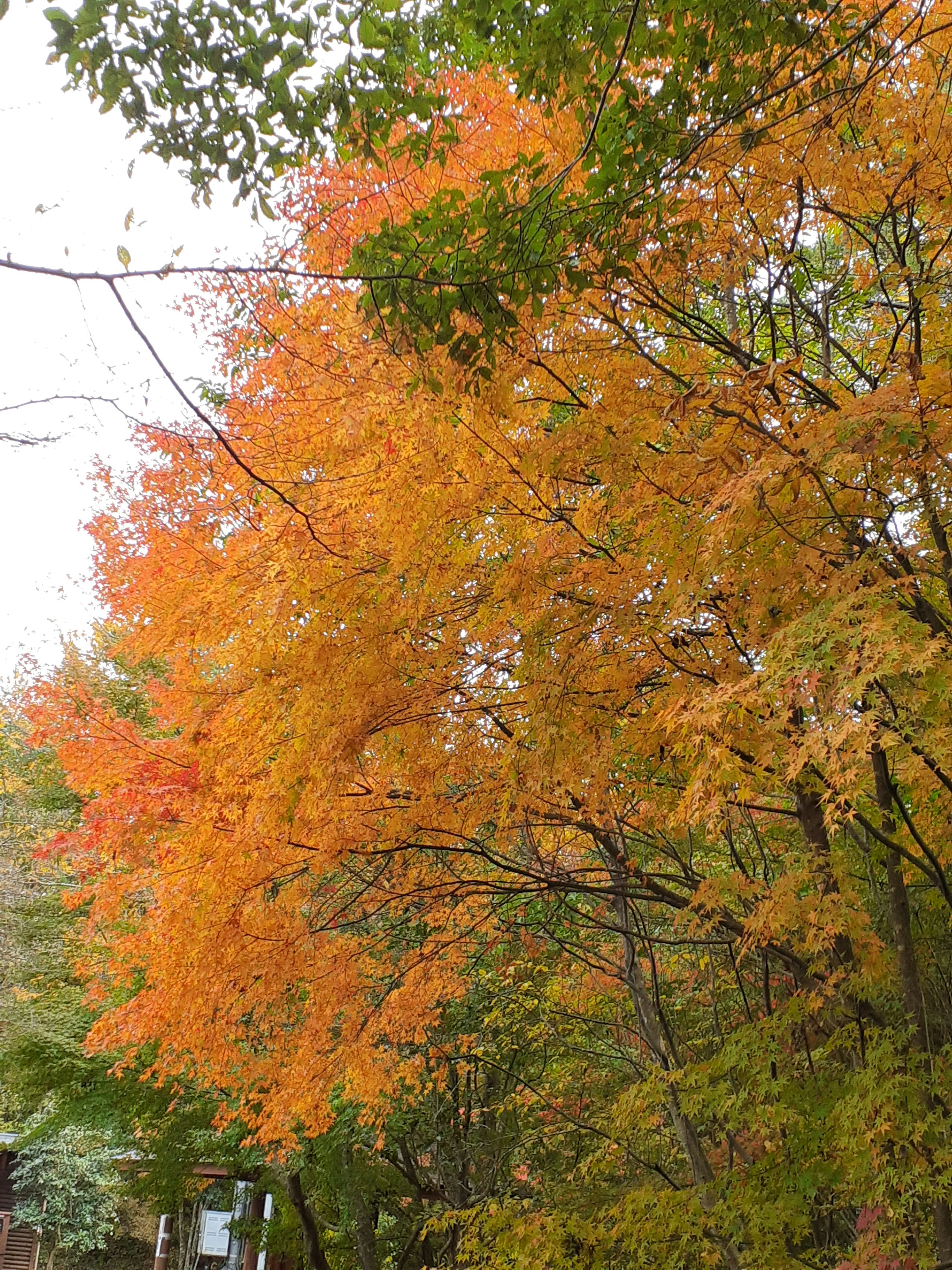 Landscape of trees with vibrant orange and yellow autumn foliage