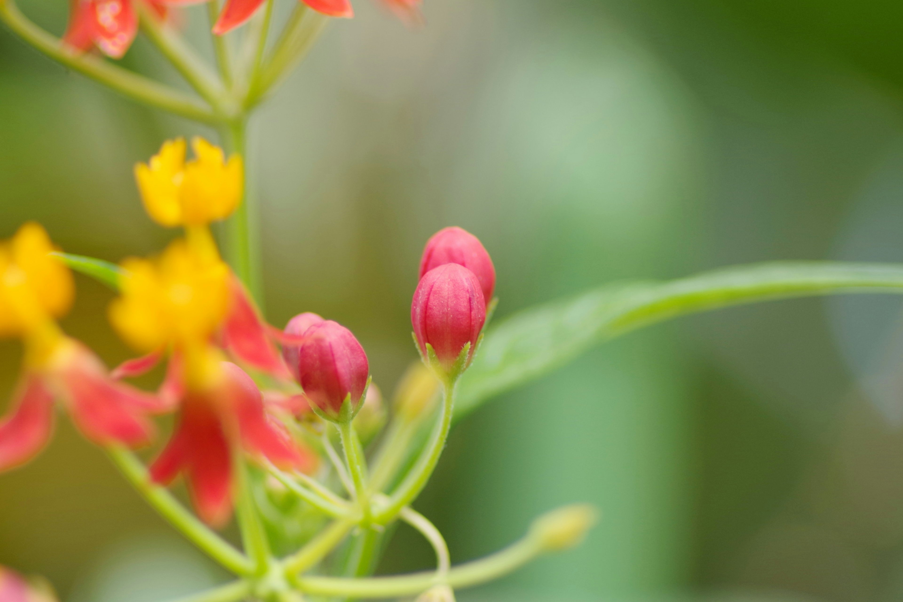 Primer plano de una planta con flores rojas y amarillas y botones