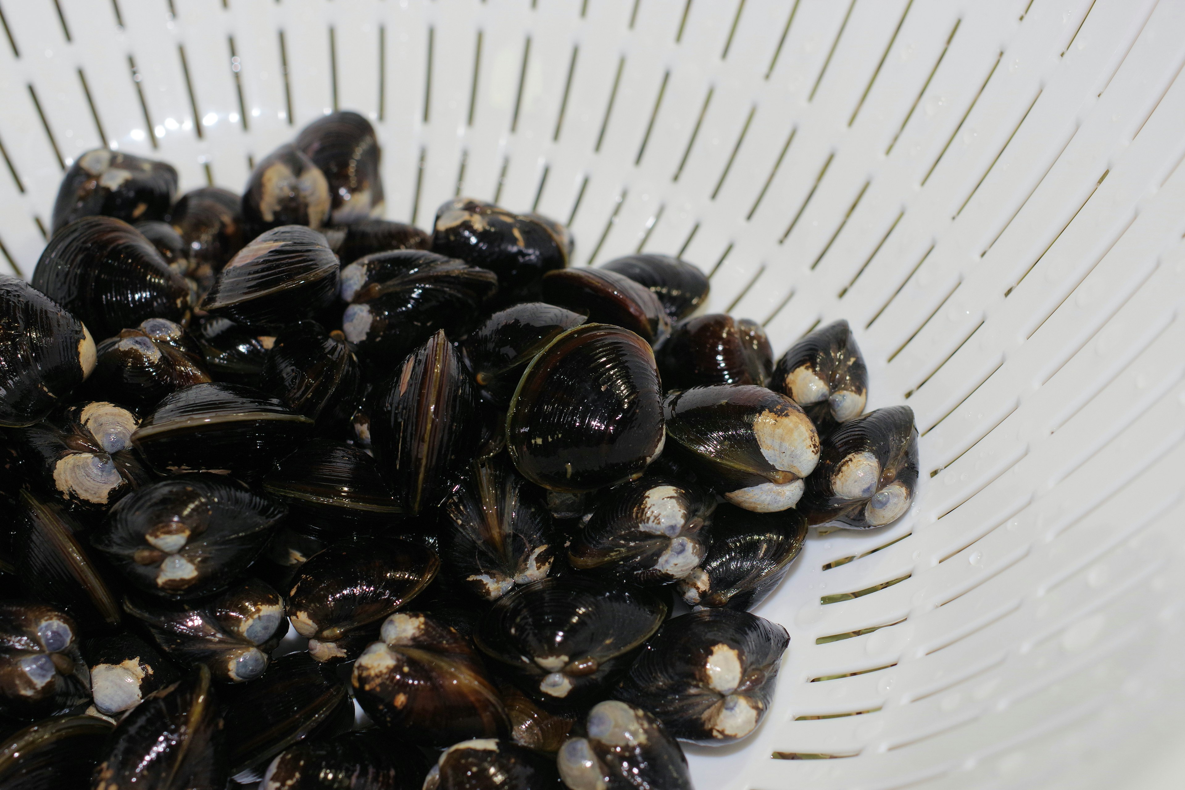 Black shellfish in a colander