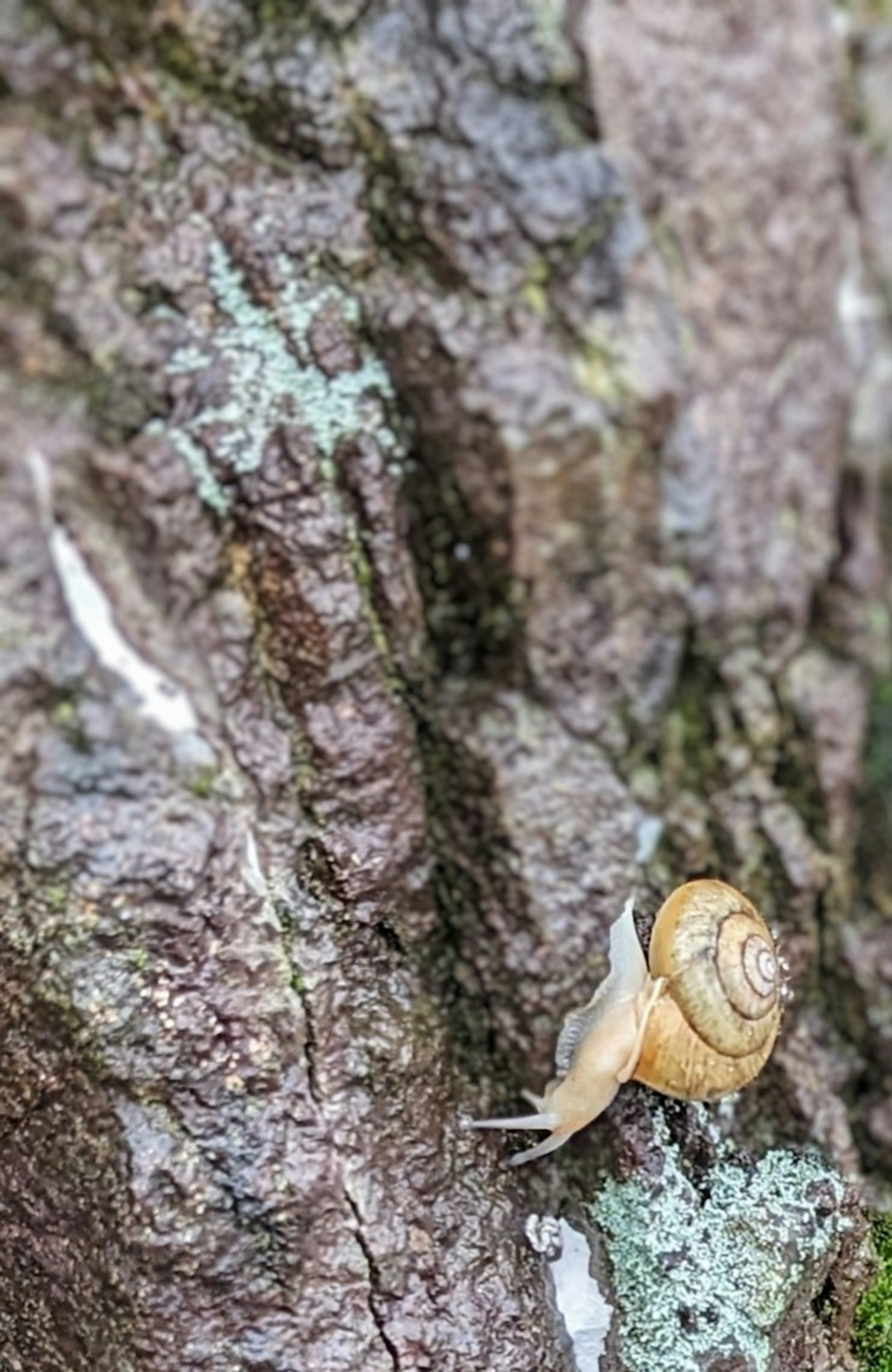 Close-up of a small snail climbing a tree trunk