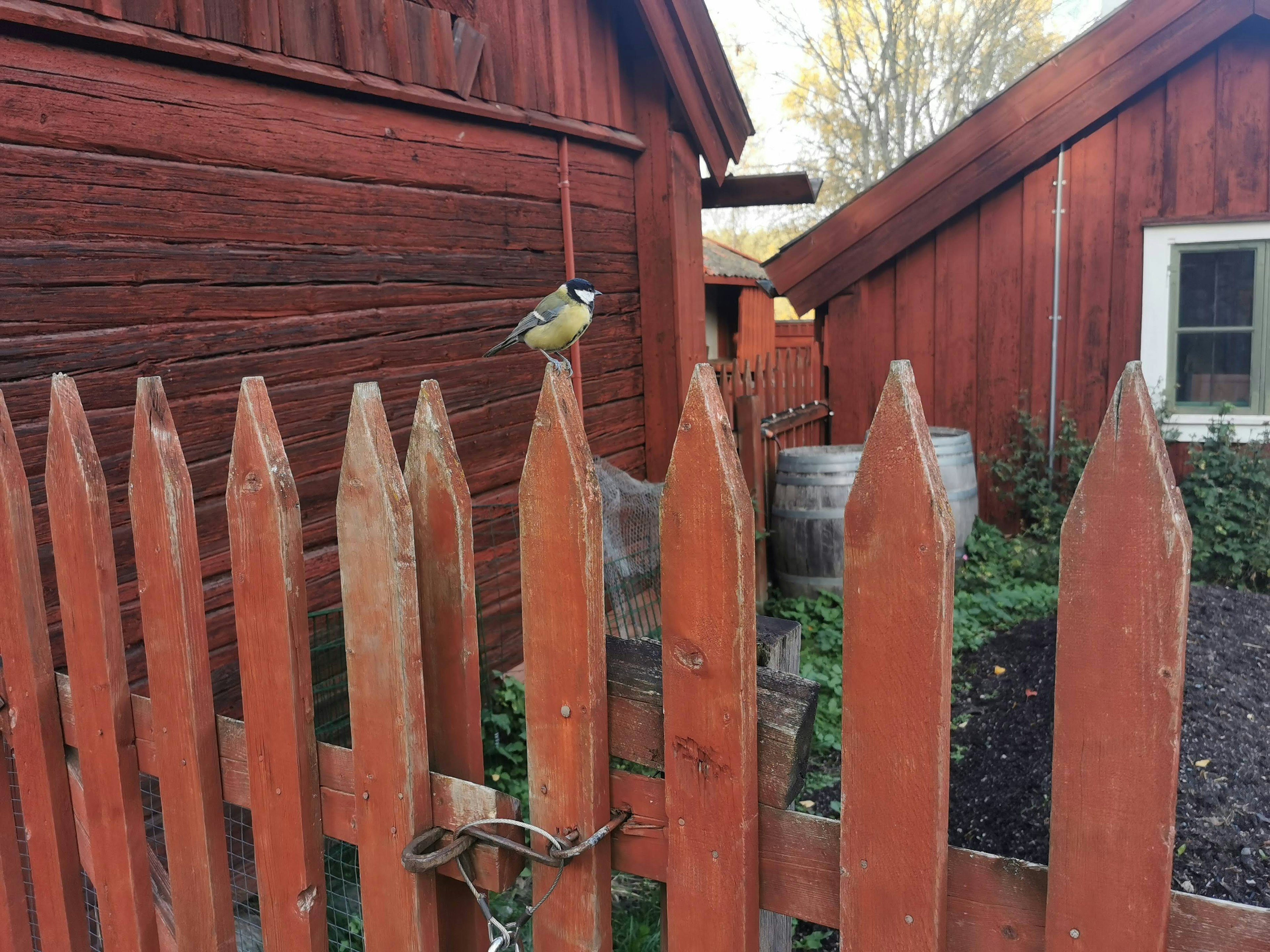 Un pequeño pájaro posado en una cerca de madera frente a cobertizos de madera rojos