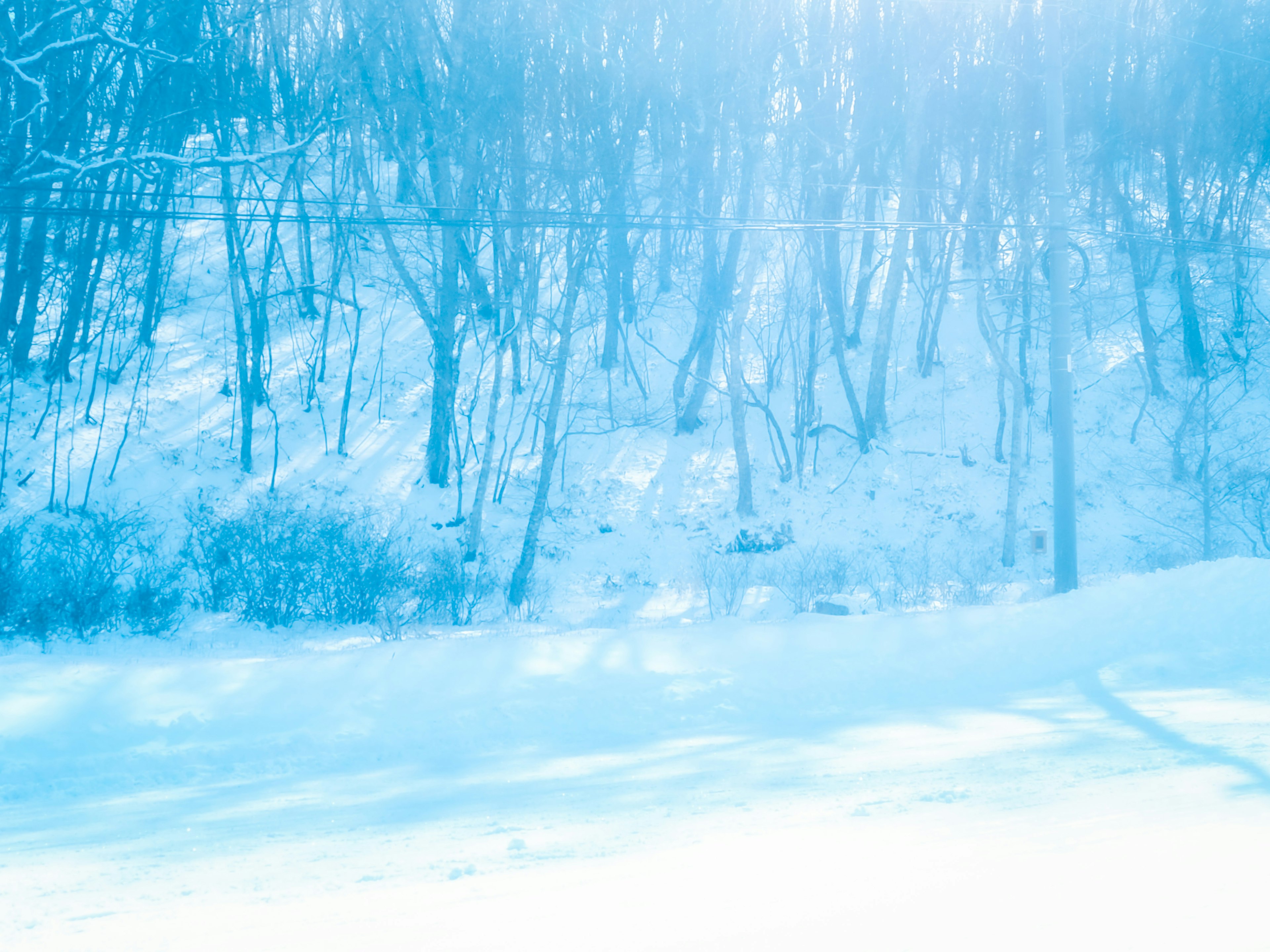 冬の風景で雪に覆われた木々と青い光