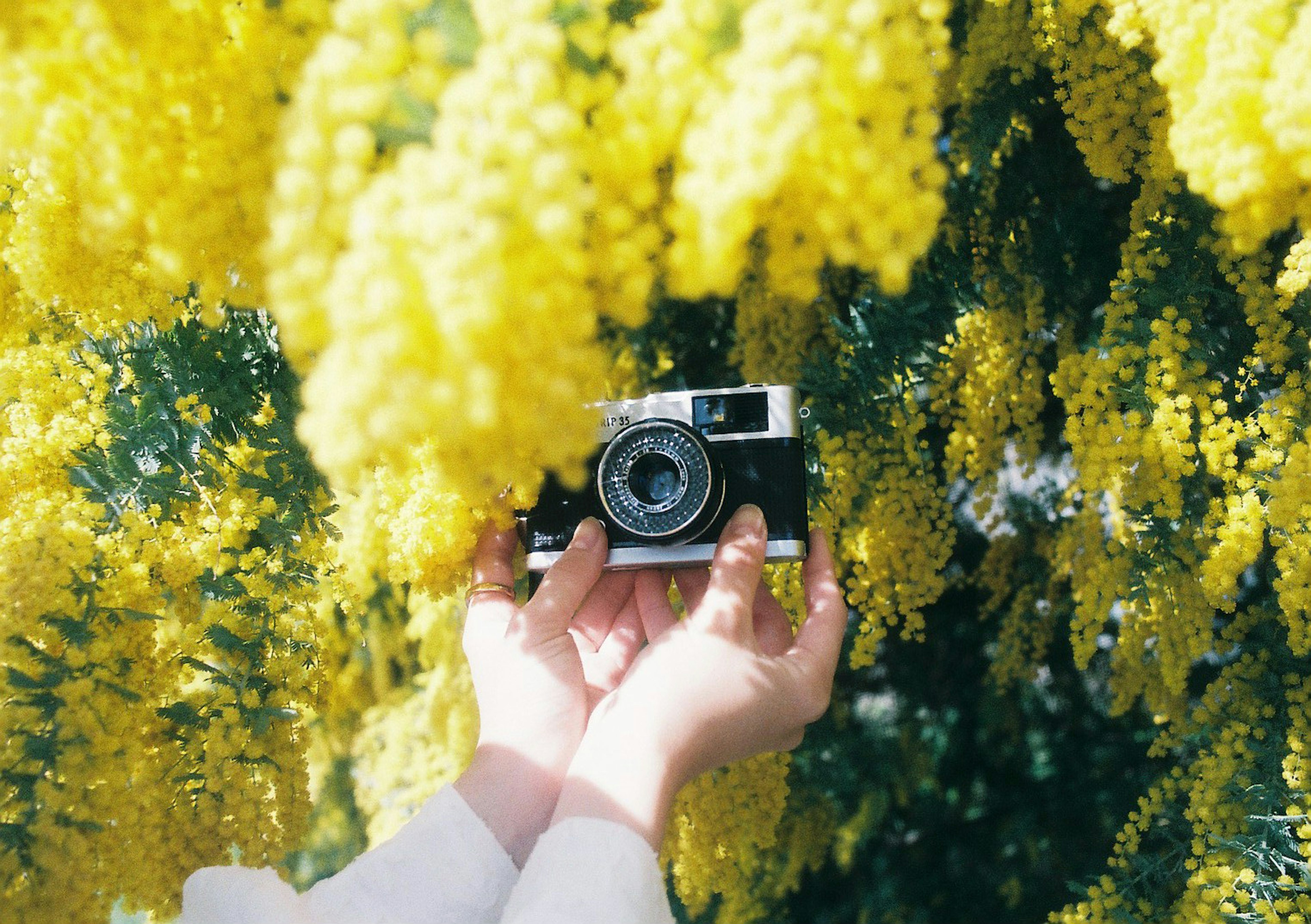 Hands holding a camera surrounded by bright yellow flowers