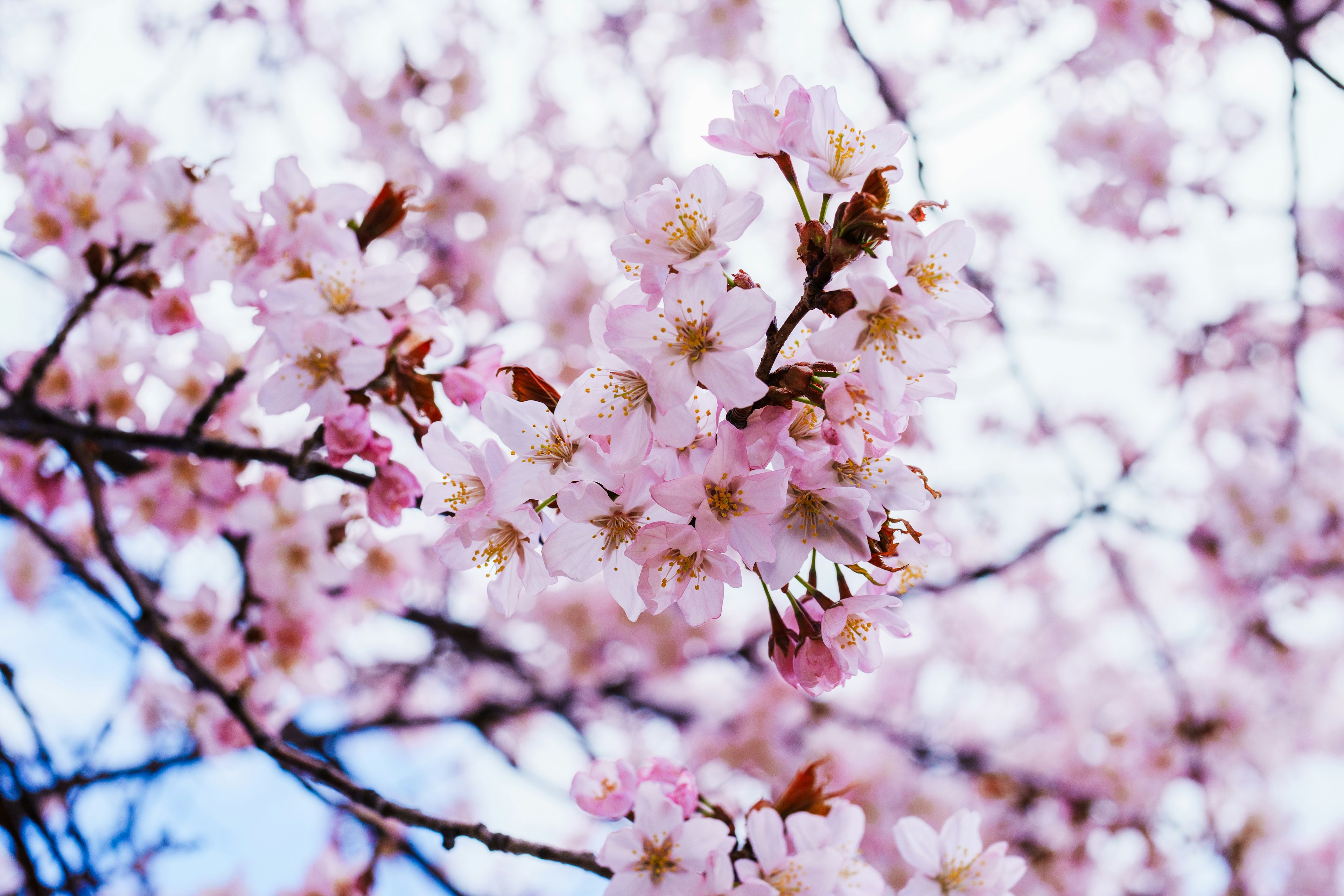 Kedekatan bunga sakura di cabang