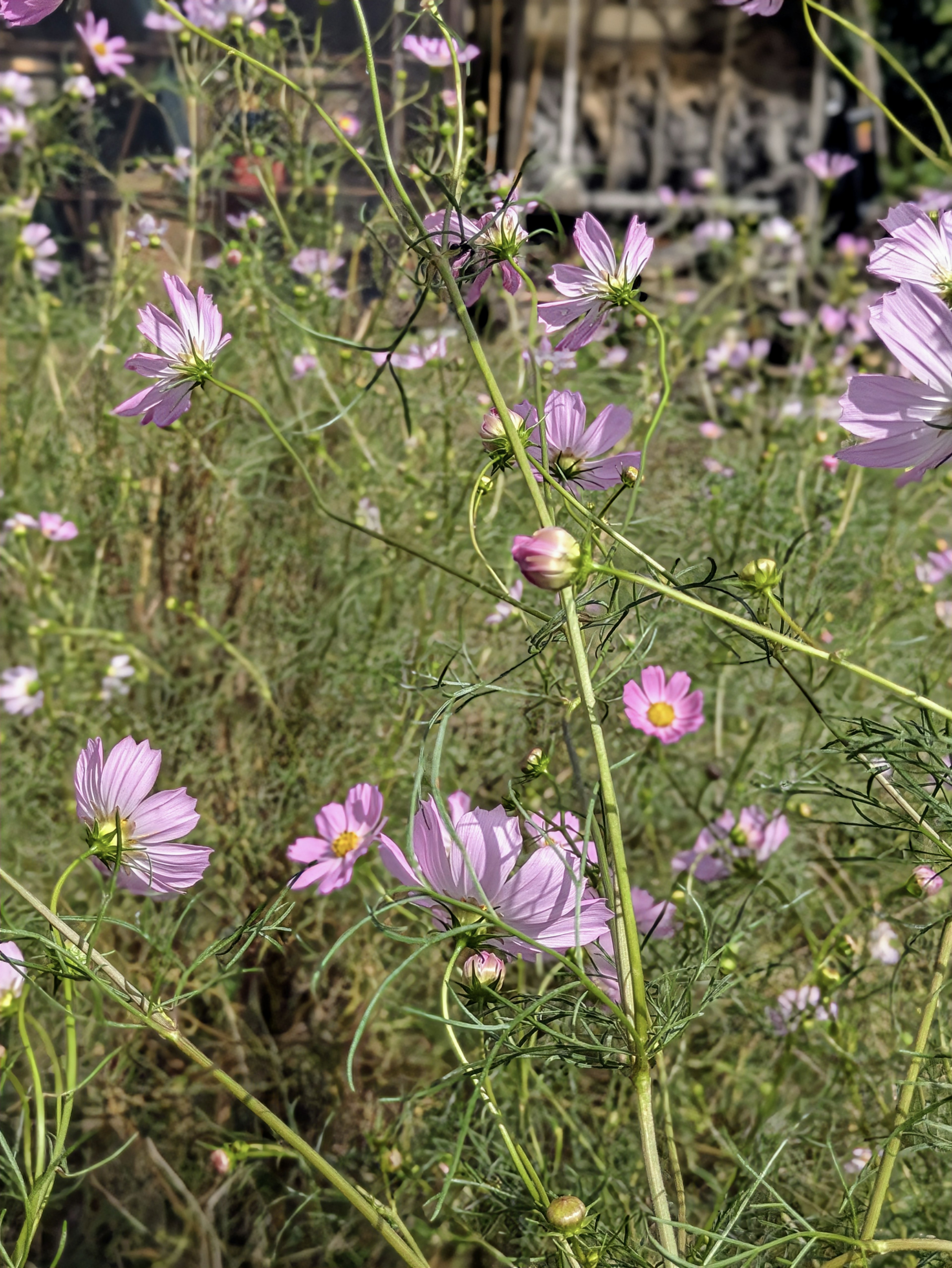 Campo de flores rosas delicadas con follaje verde