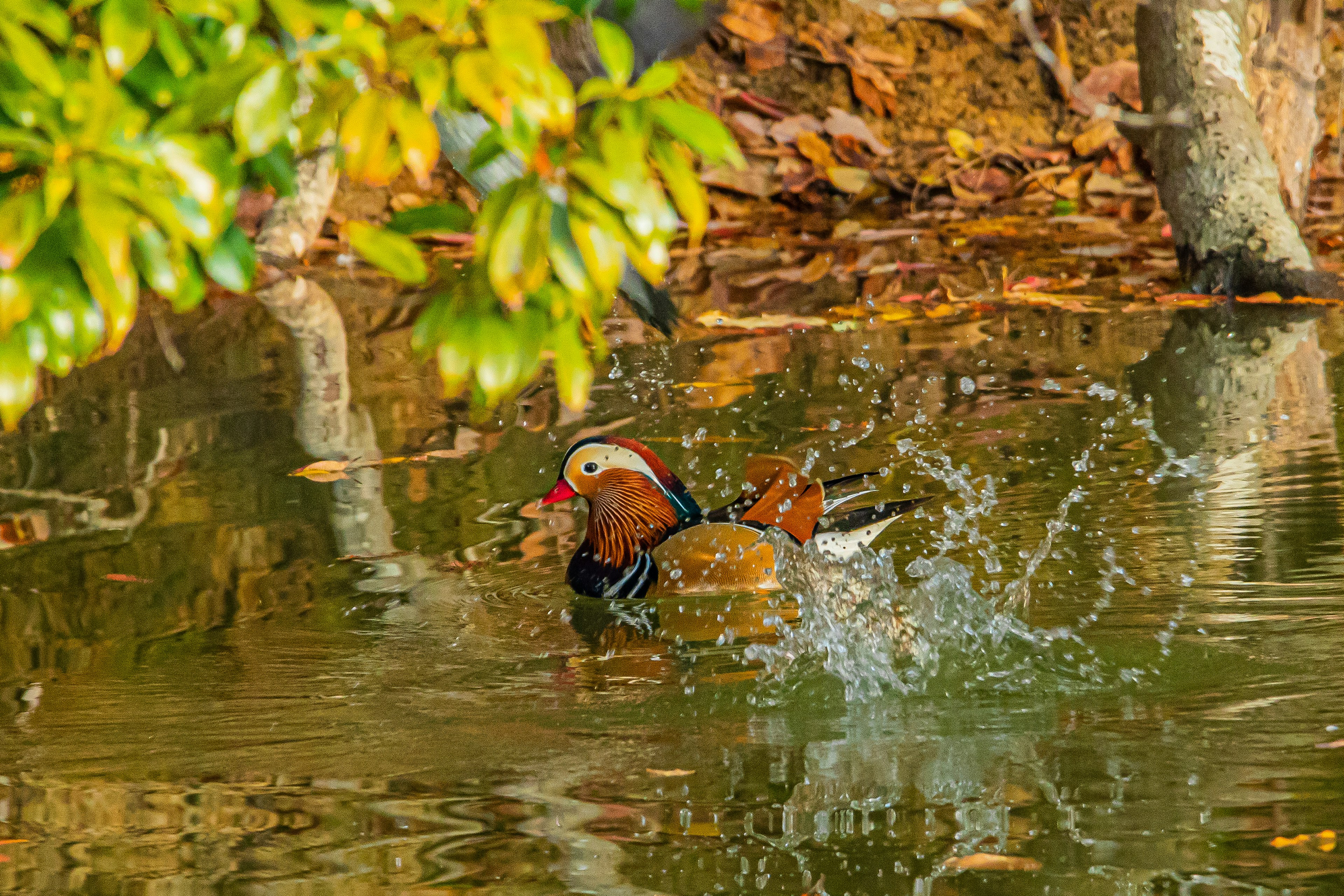 A male mandarin duck swimming on the water with green leaves around