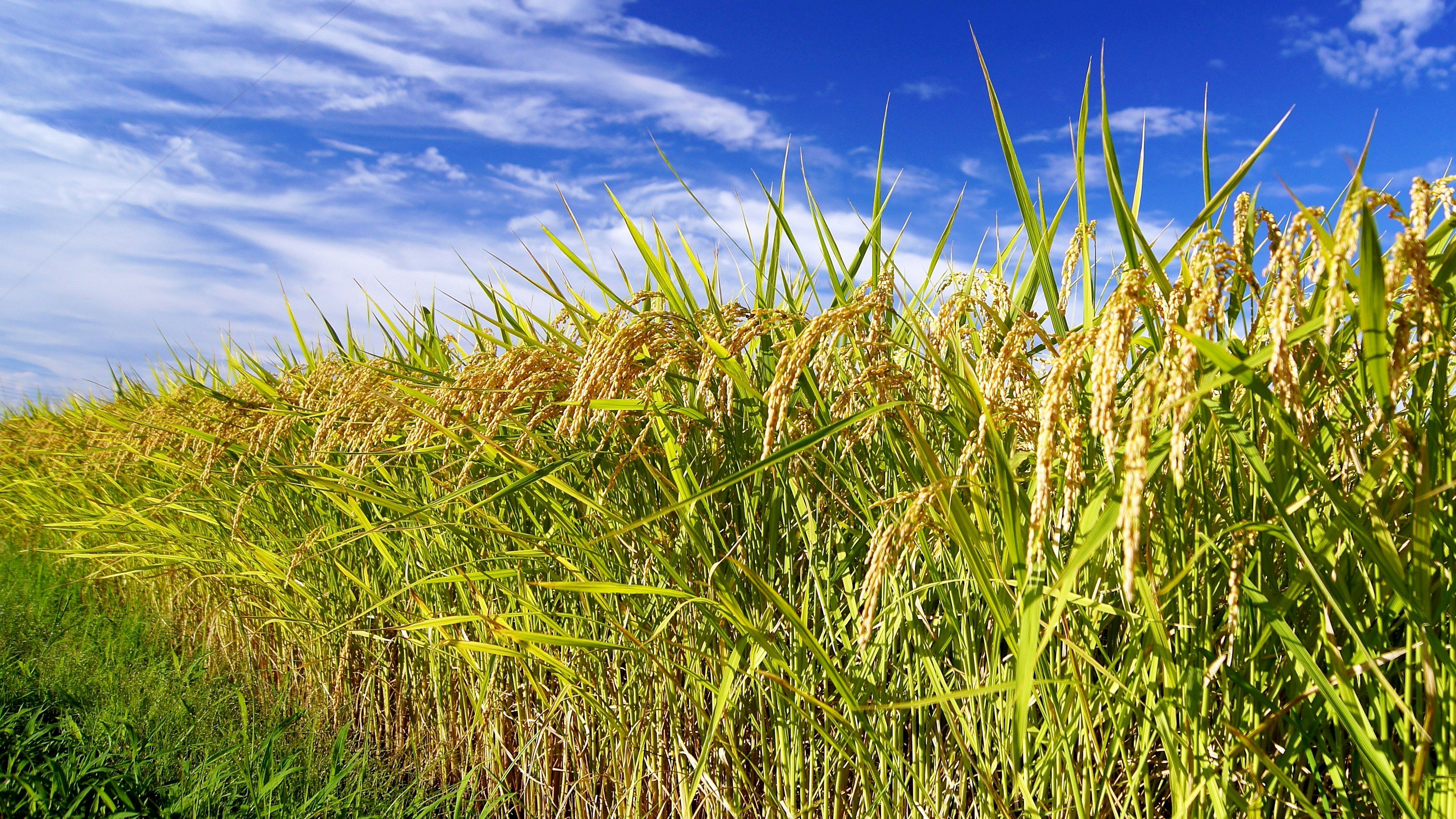 Campo de arroz exuberante bajo un cielo azul brillante