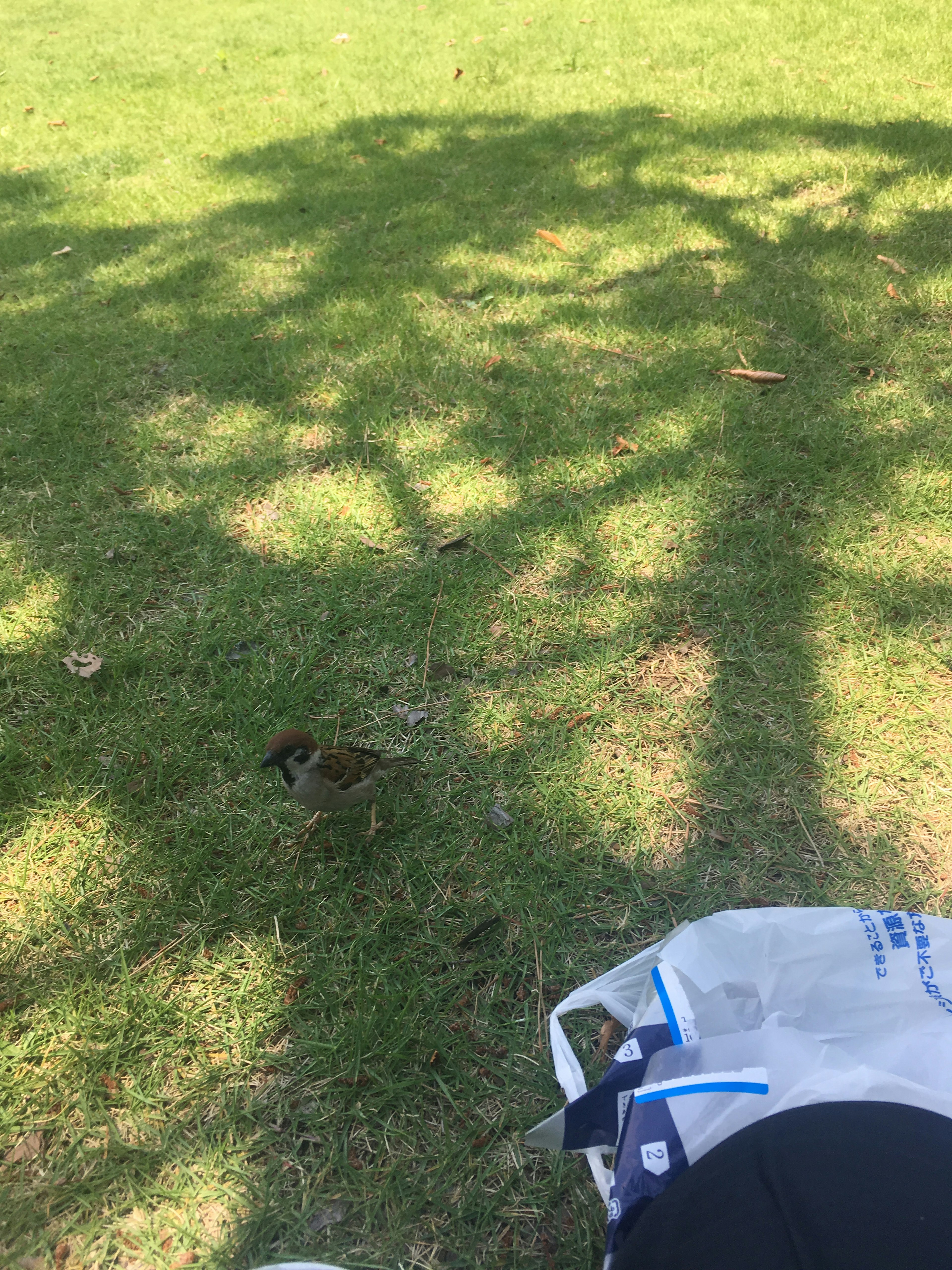 Sebuah lapangan rumput hijau dengan bayangan dan tas di latar depan