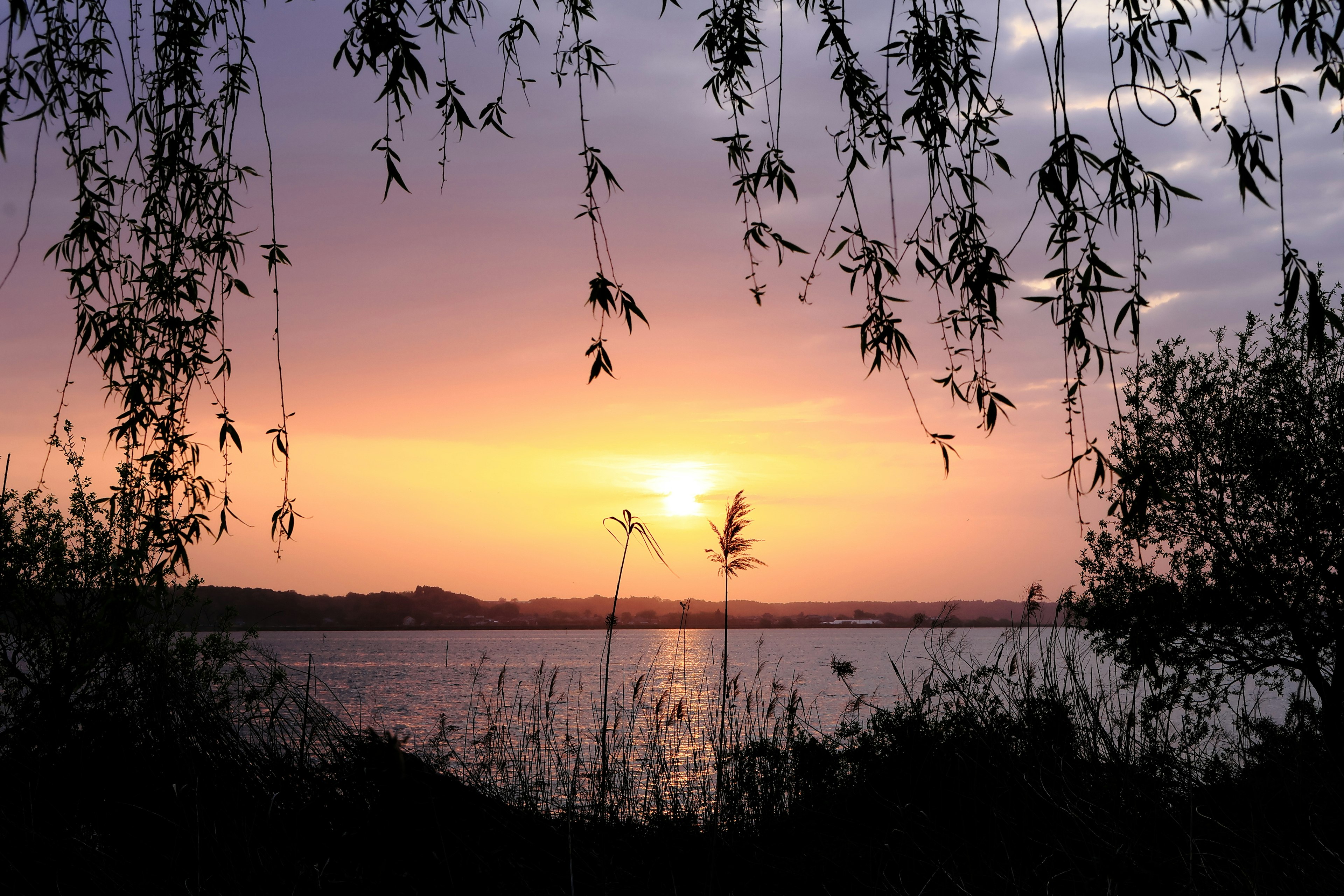 Schöne Landschaft mit Sonnenuntergang, der sich im Wasser spiegelt, Silhouetten von Pflanzen