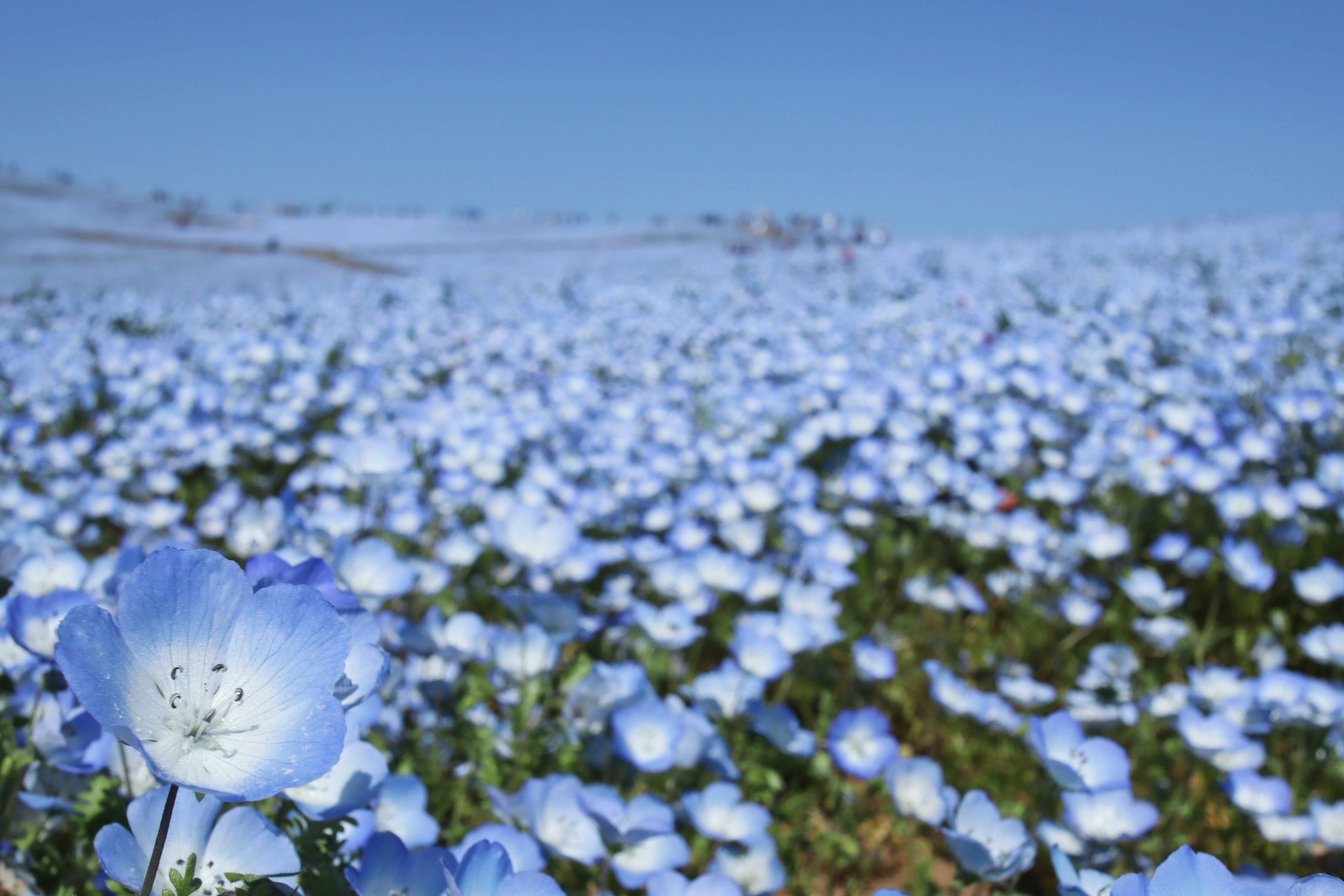 Eine einzelne blaue Blume in einem weiten Feld blauer Blumen unter einem klaren Himmel