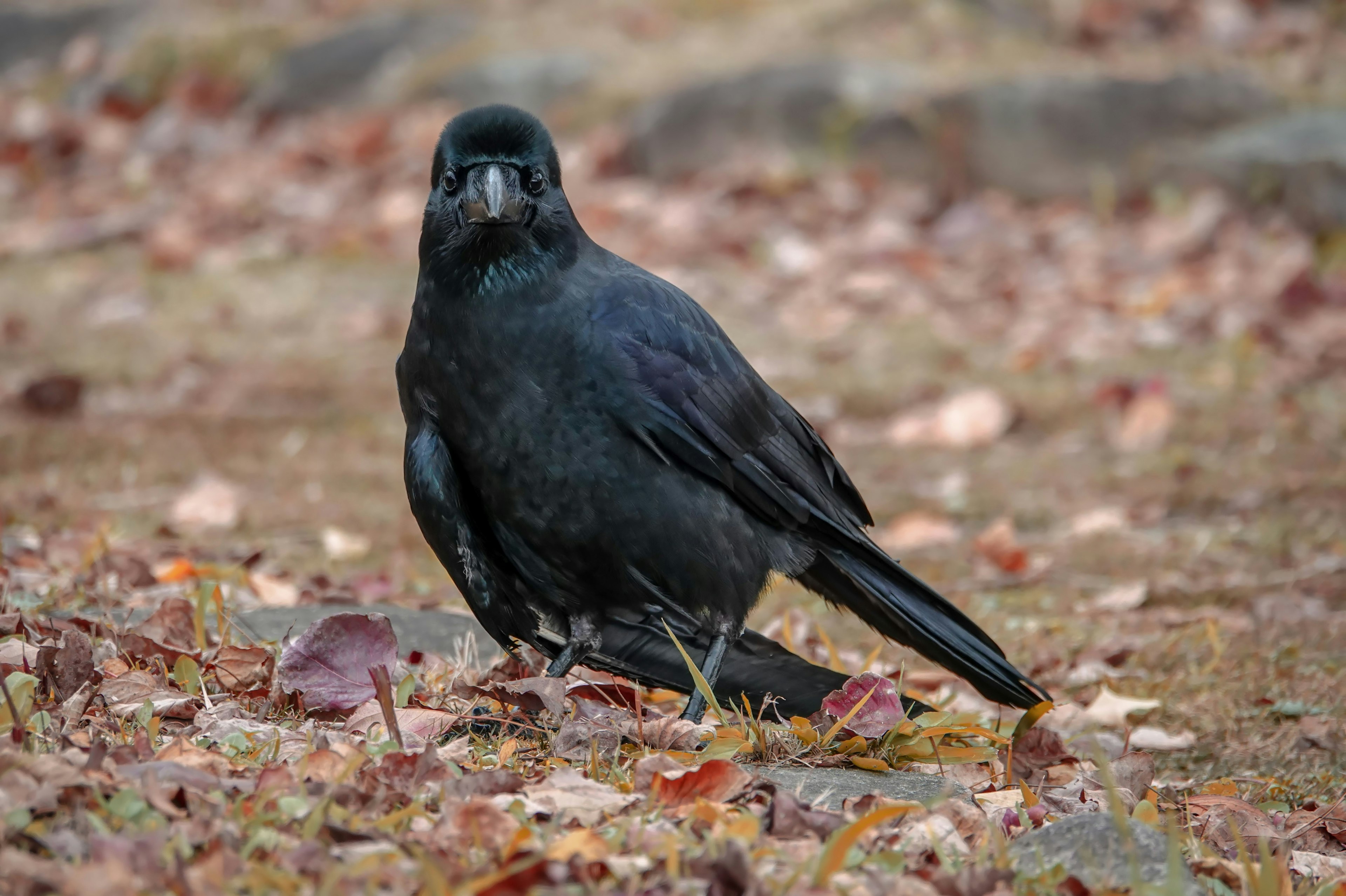 Un corbeau noir se tenant parmi des feuilles tombées