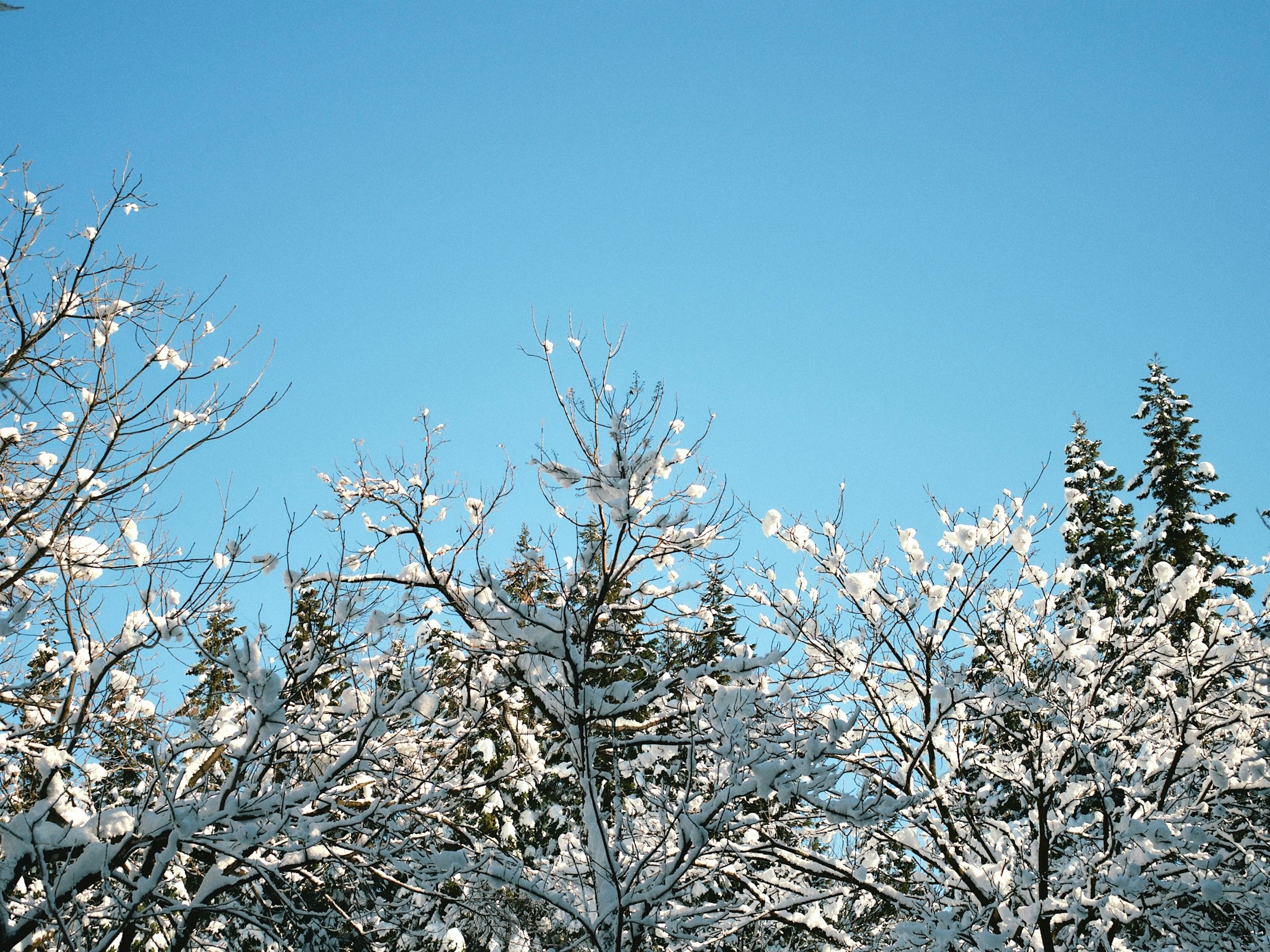 晴朗藍天下雪覆蓋的樹木美景