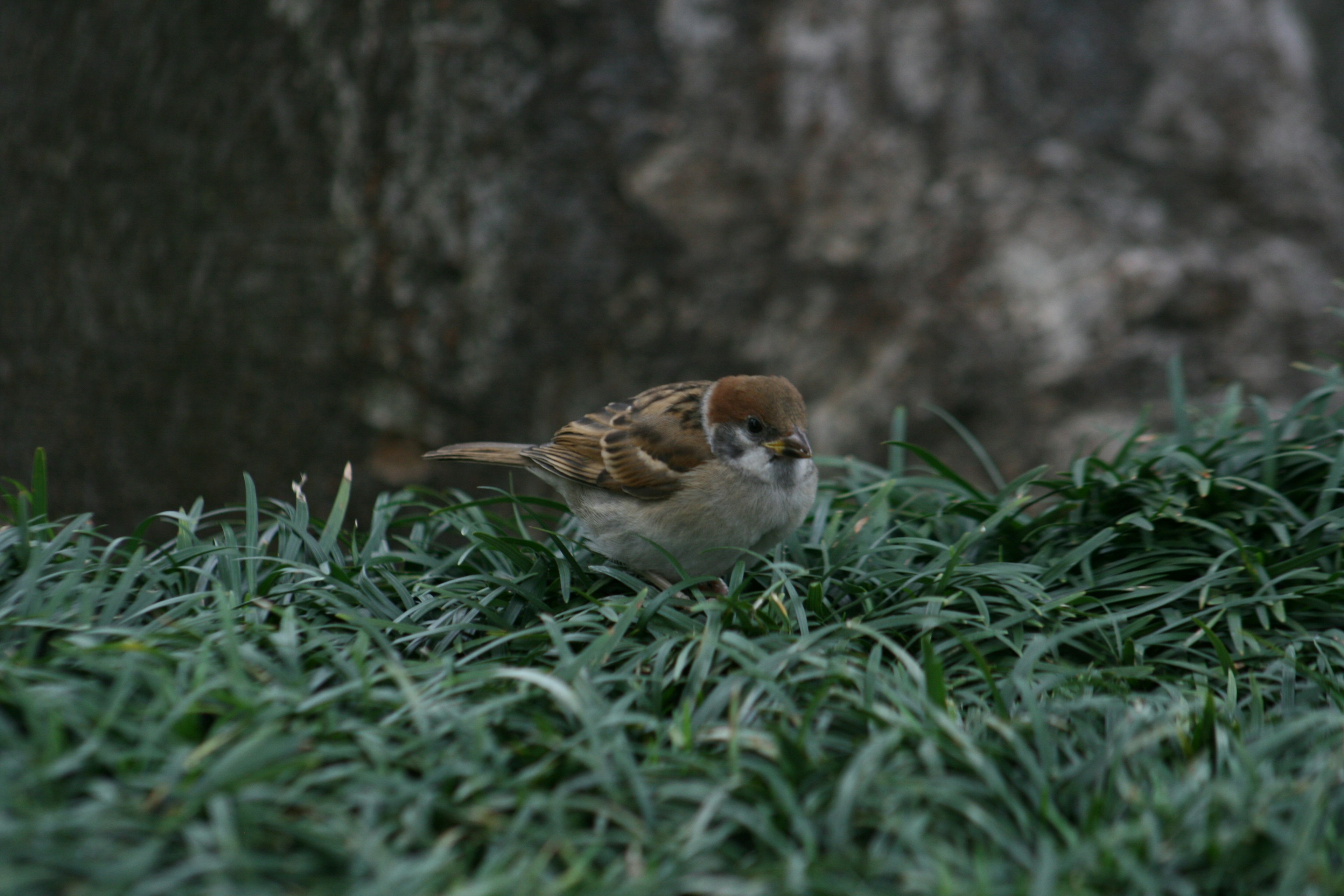 Deux petits oiseaux sur de l'herbe verte