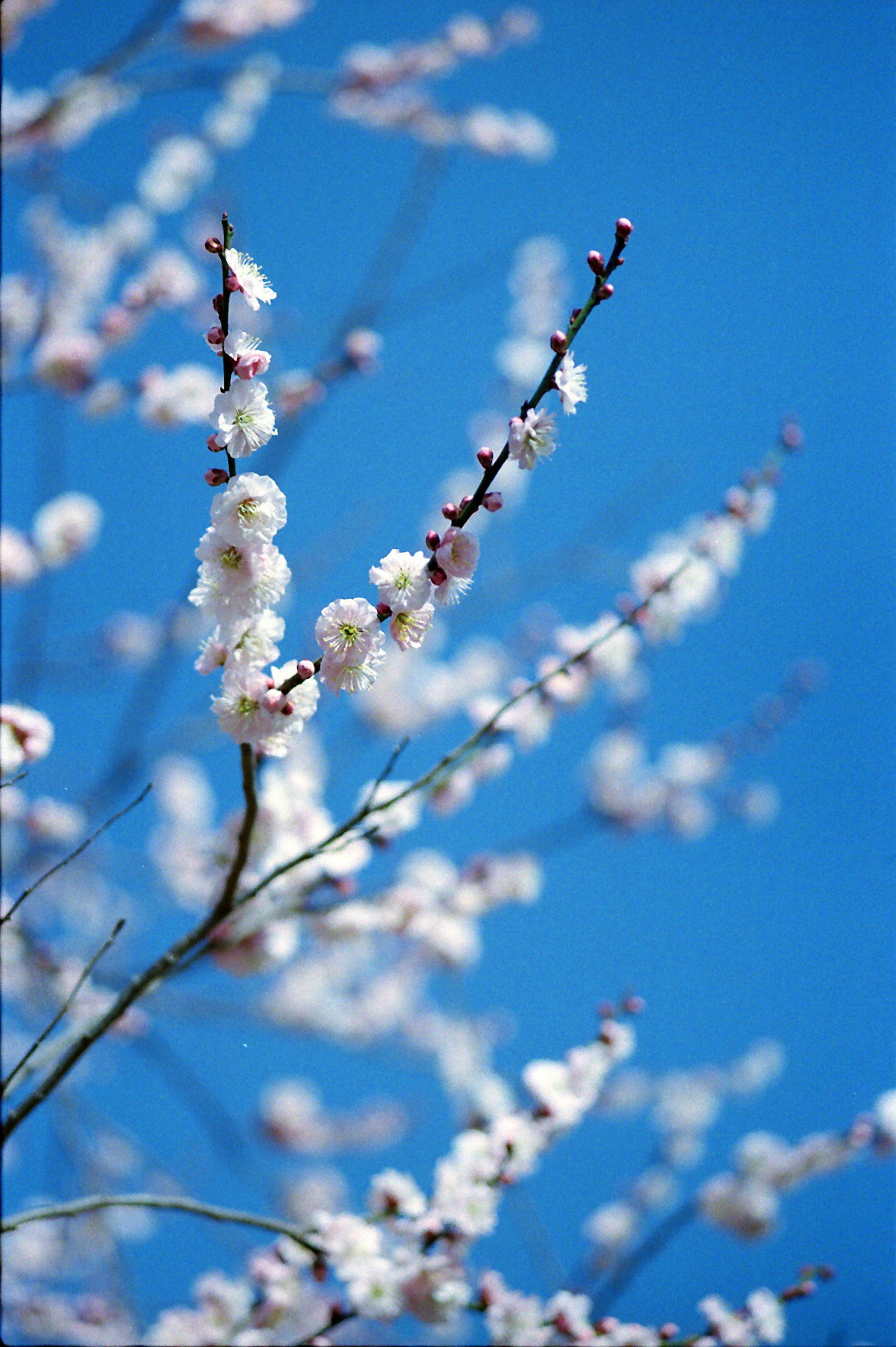 蓝天背景下的白花树枝