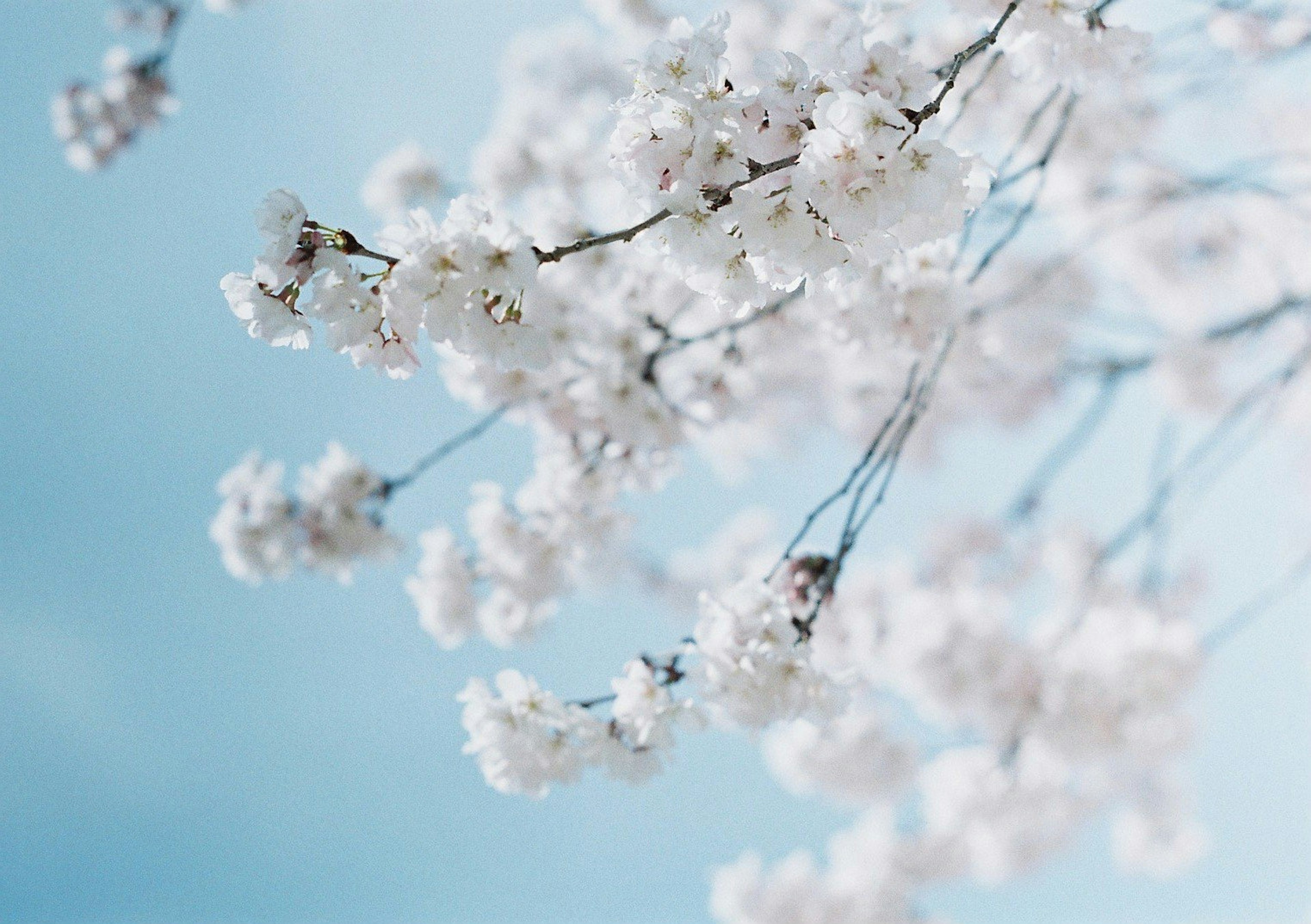 Flores de cerezo en plena floración contra un cielo azul