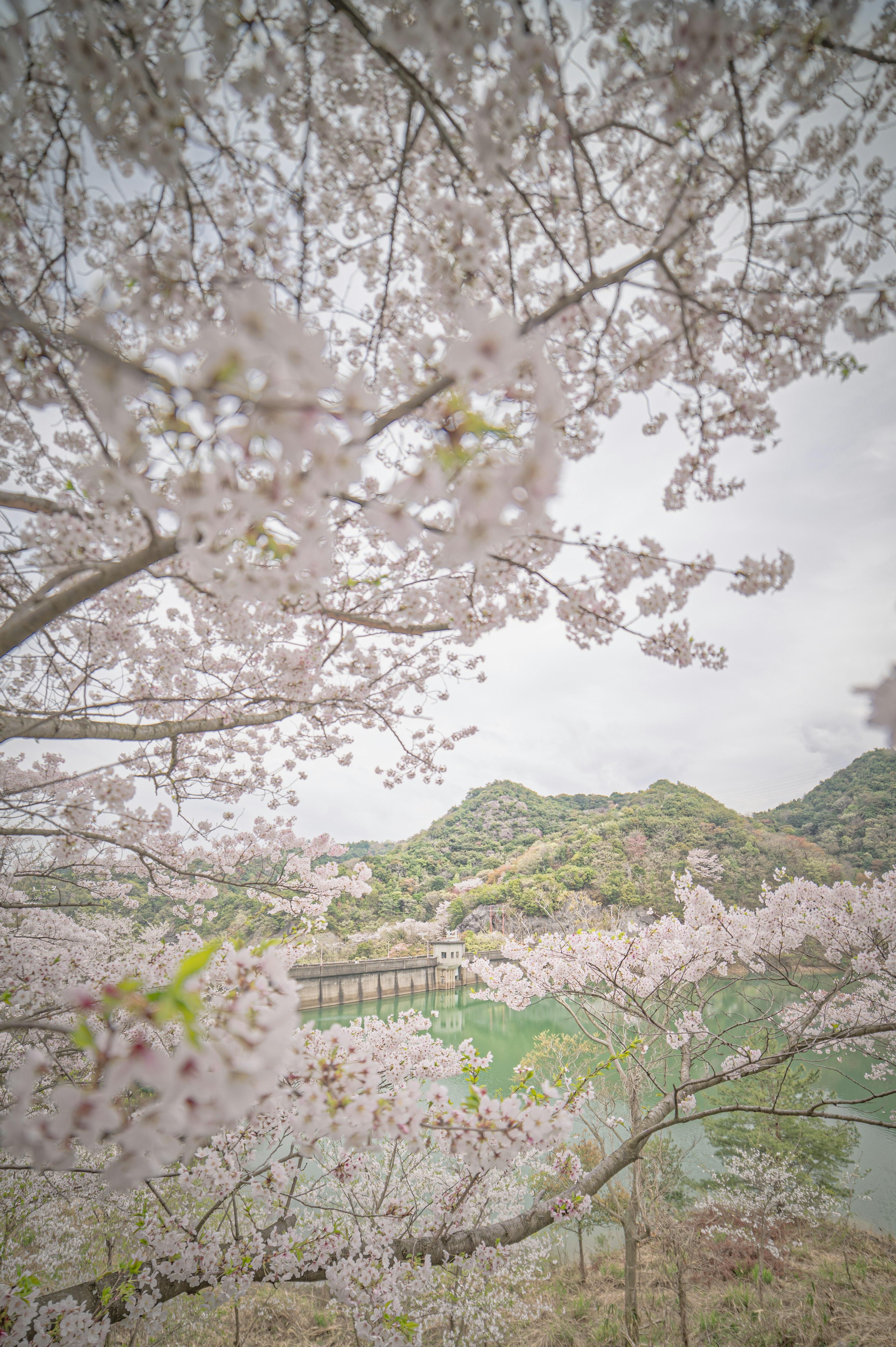 Alberi di ciliegio in fiore con montagne sullo sfondo