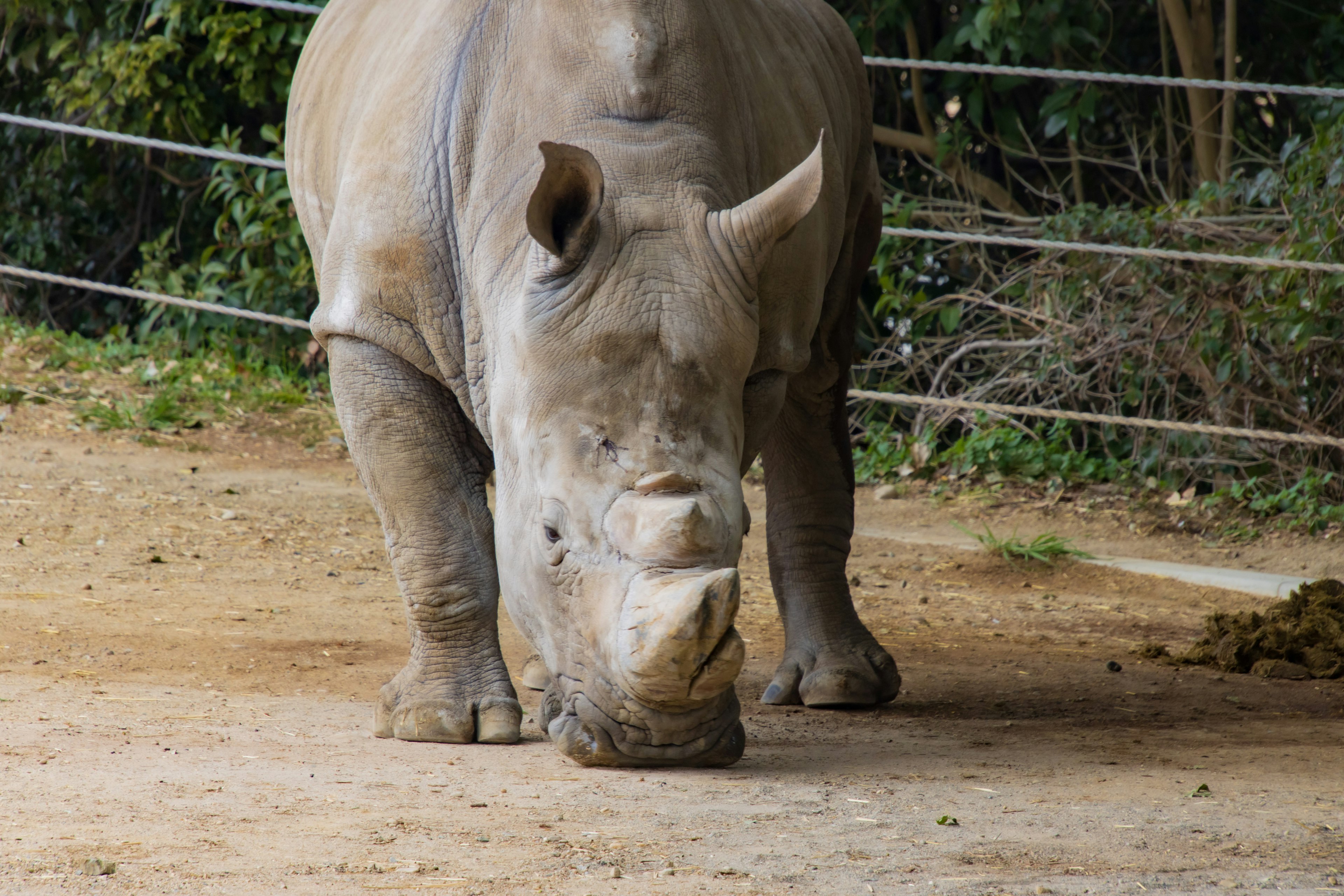 A rhinoceros grazing on the ground in a natural setting