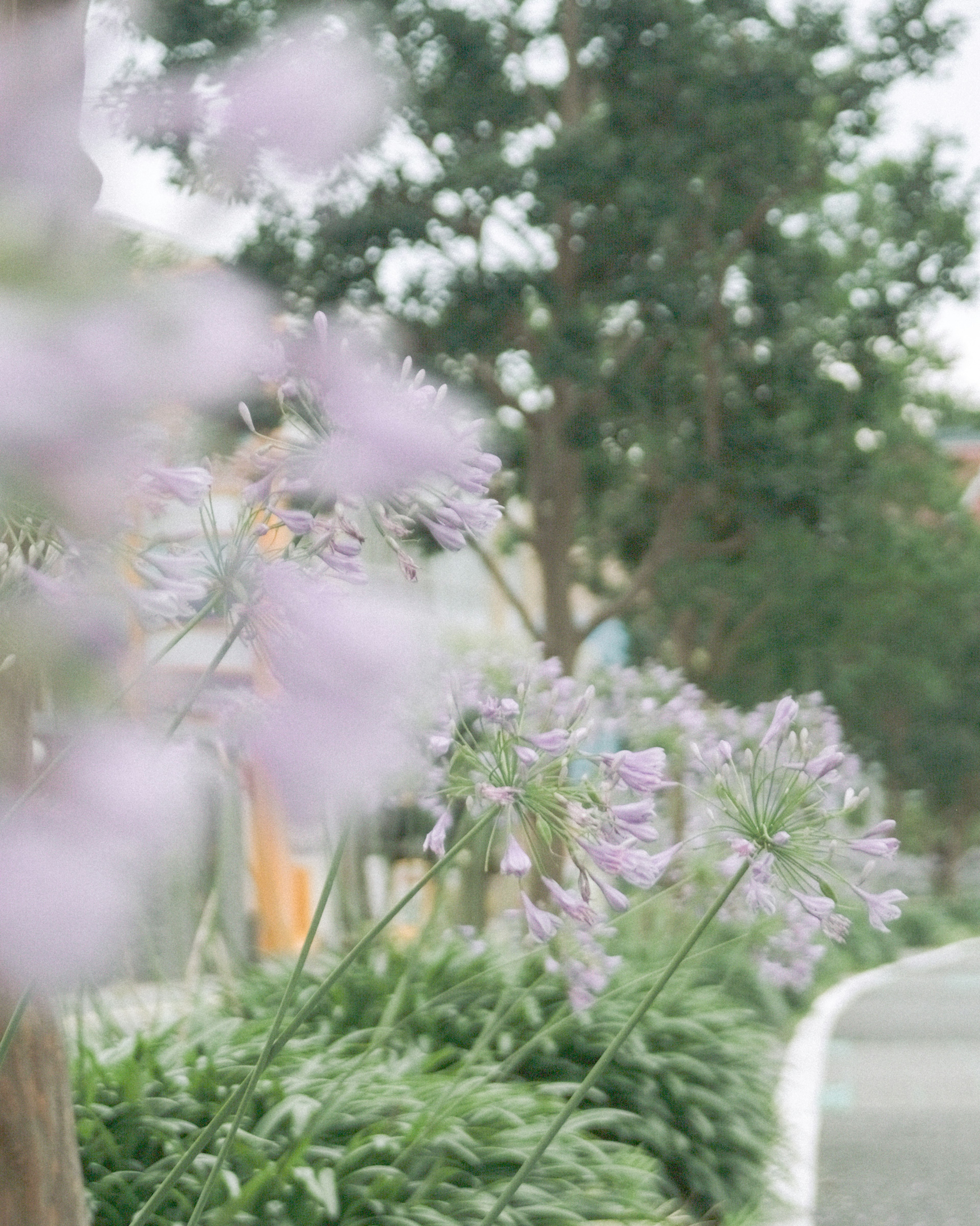 淡い紫色の花が咲く道沿いの風景