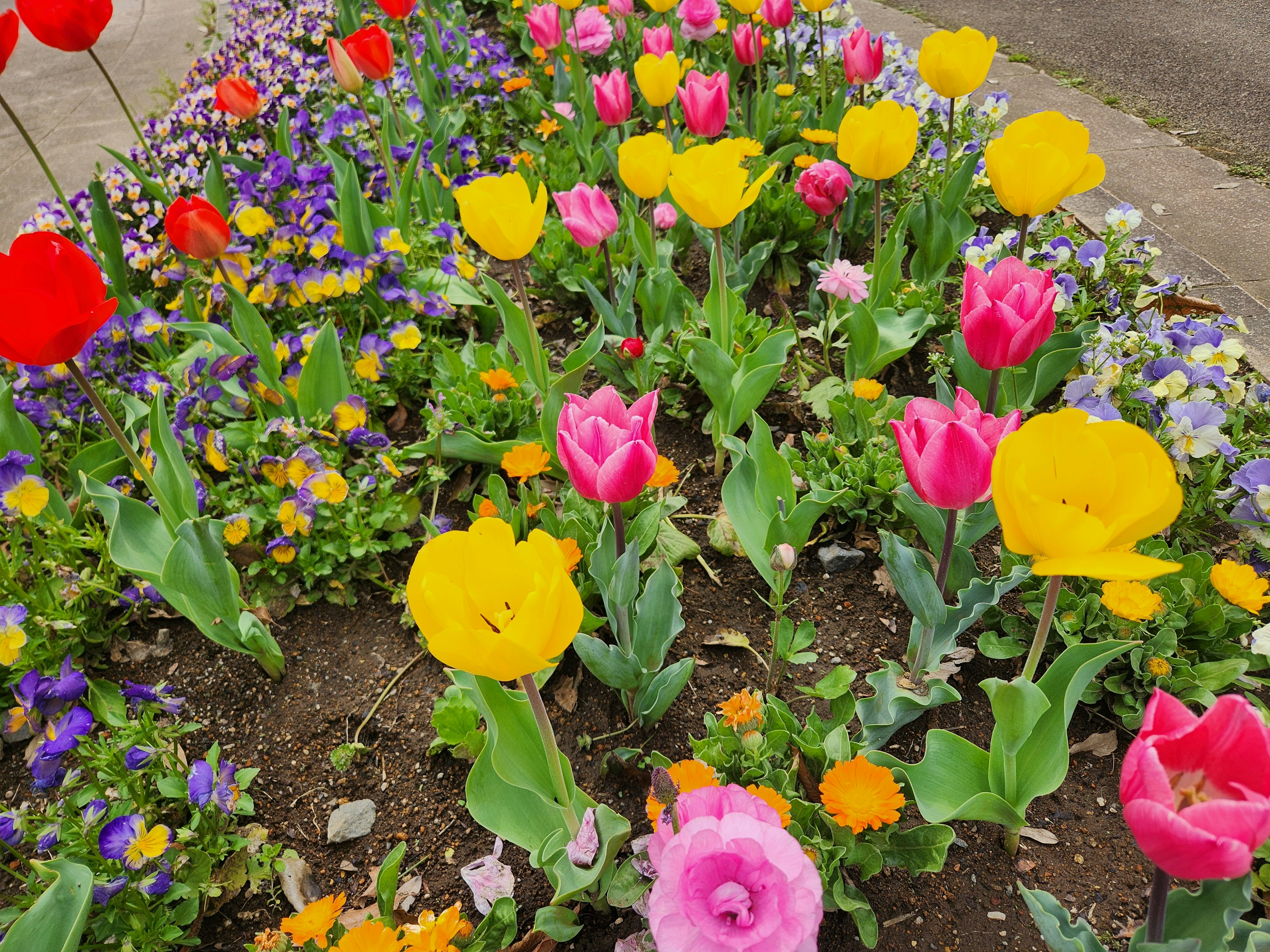 Tulip berwarna-warni dan bunga kecil yang mekar di tempat tidur taman