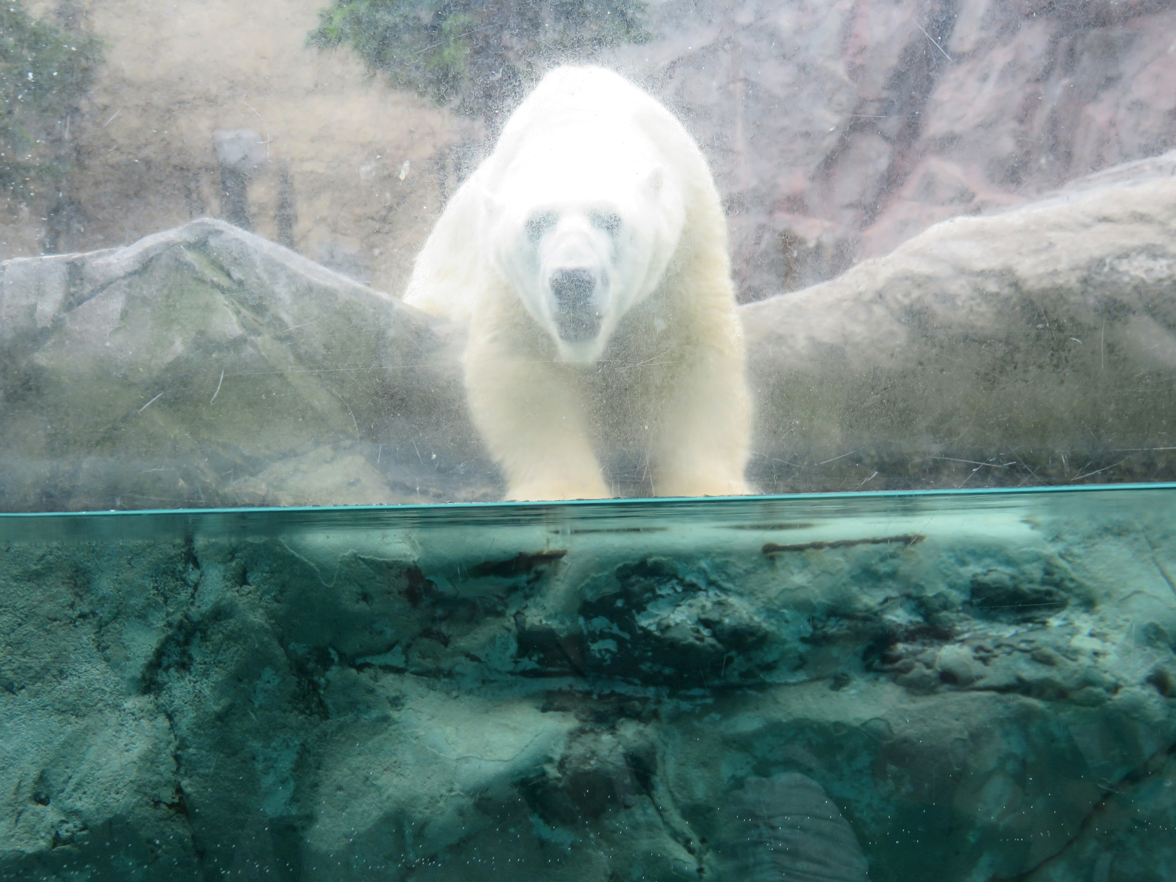 Un orso polare bianco in piedi su rocce visto attraverso un vetro d'acquario trasparente