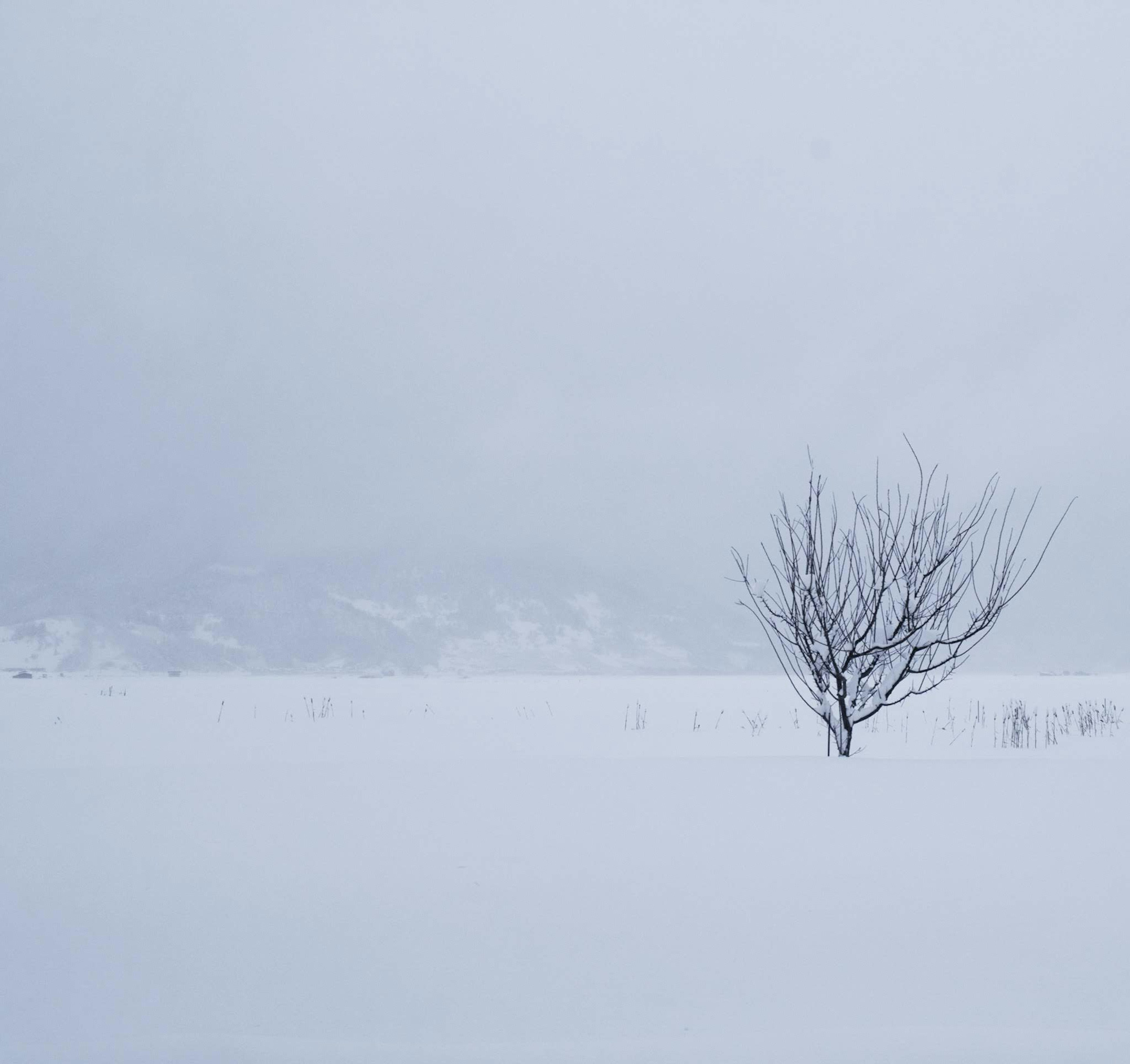 Un albero solitario in un paesaggio innevato