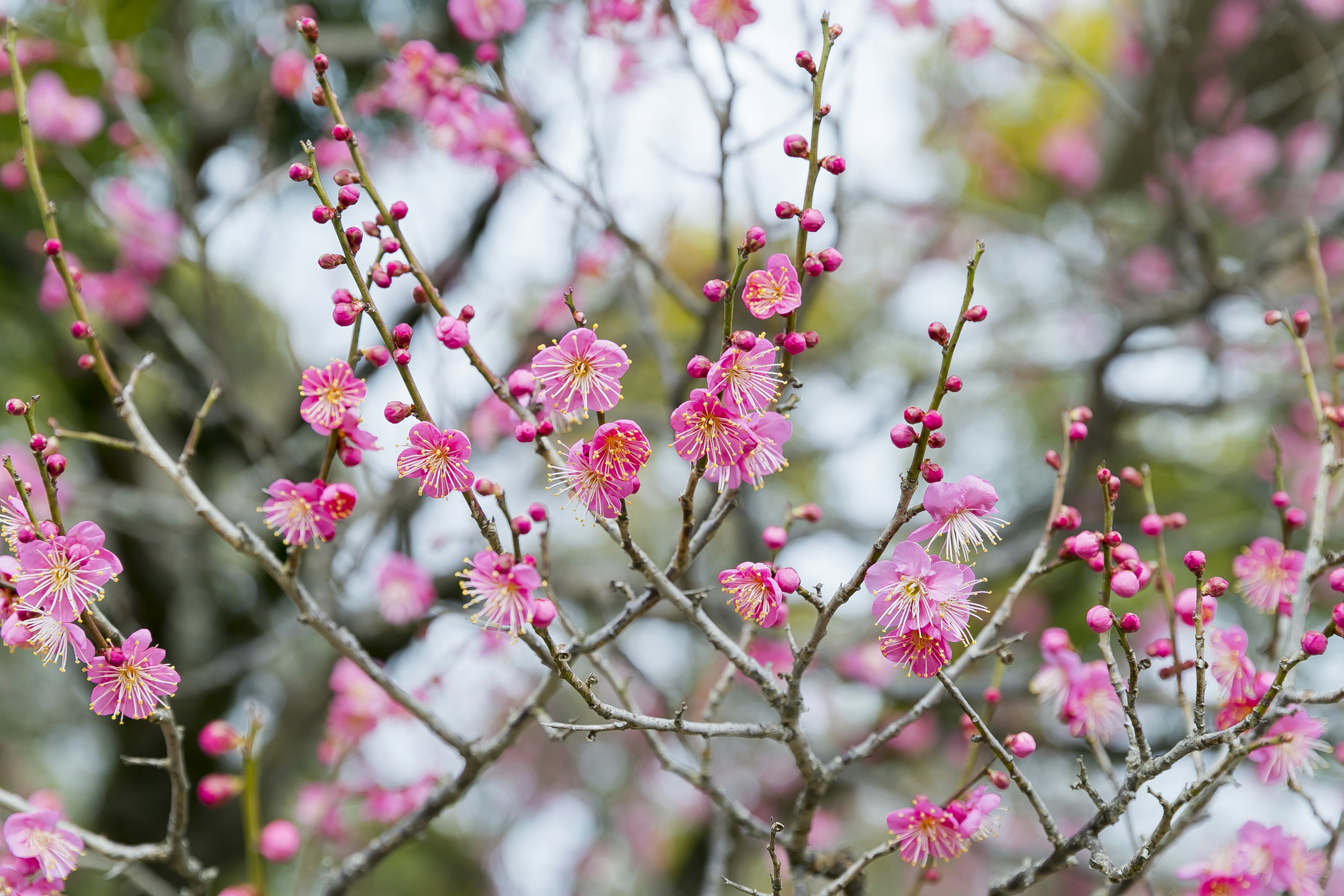 Cabang pohon plum dihiasi dengan bunga pink