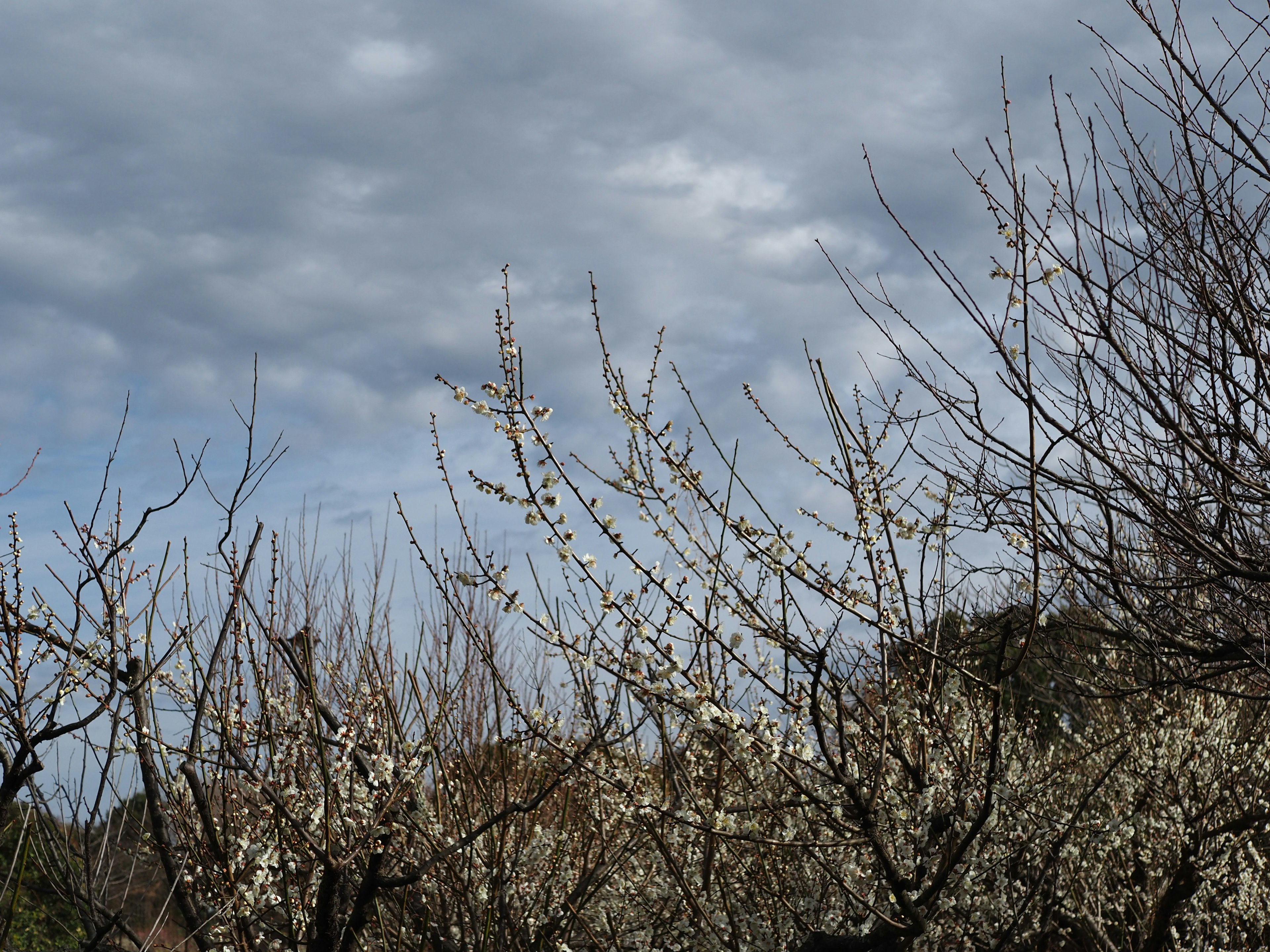 Paesaggio con alberi in fiore bianchi e cielo nuvoloso