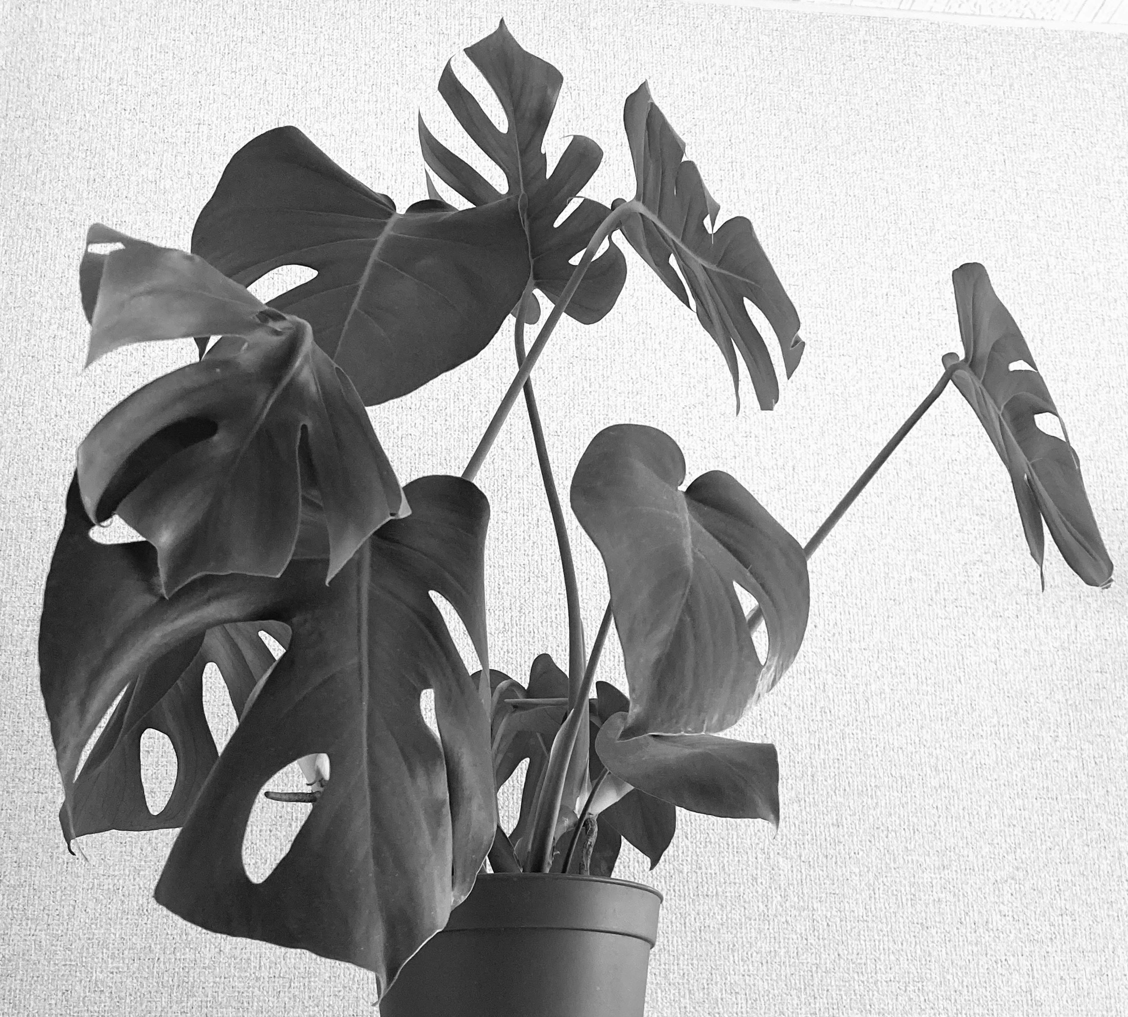 Planta Monstera con hojas distintivas en blanco y negro