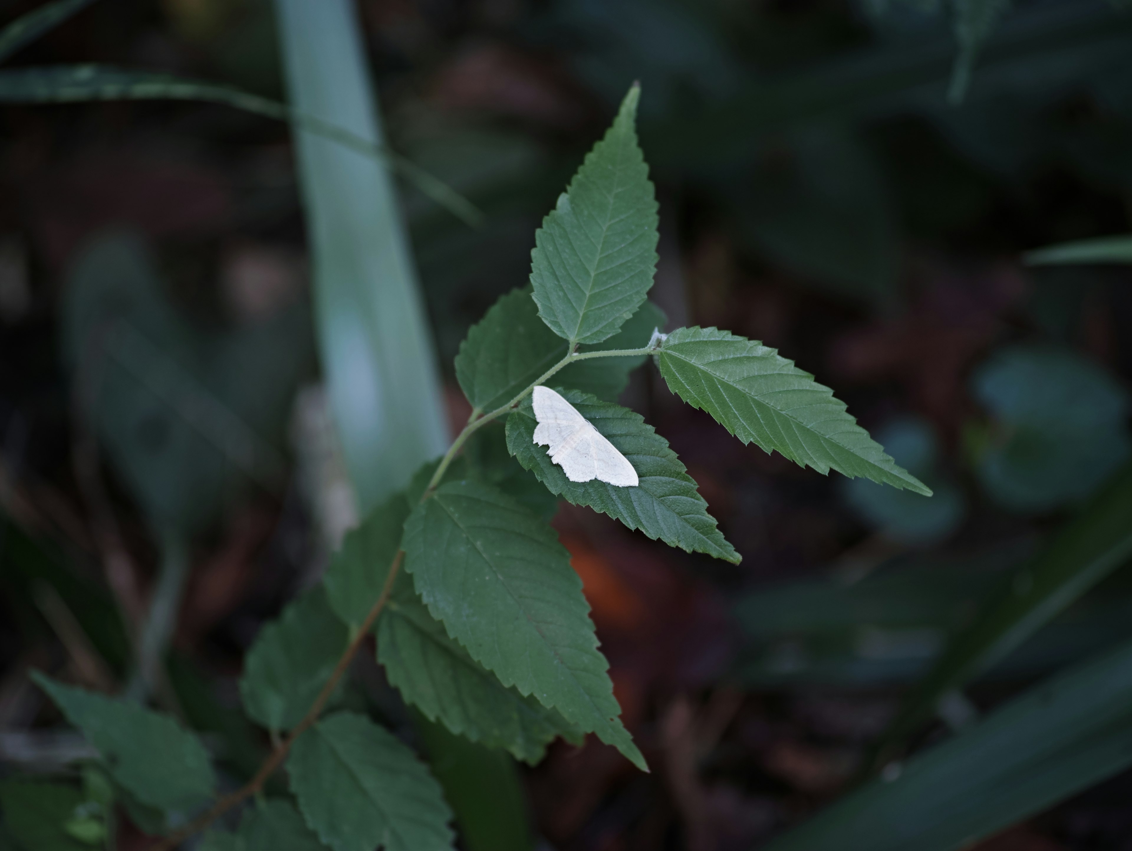 緑の葉の上に白い斑点がある植物のクローズアップ