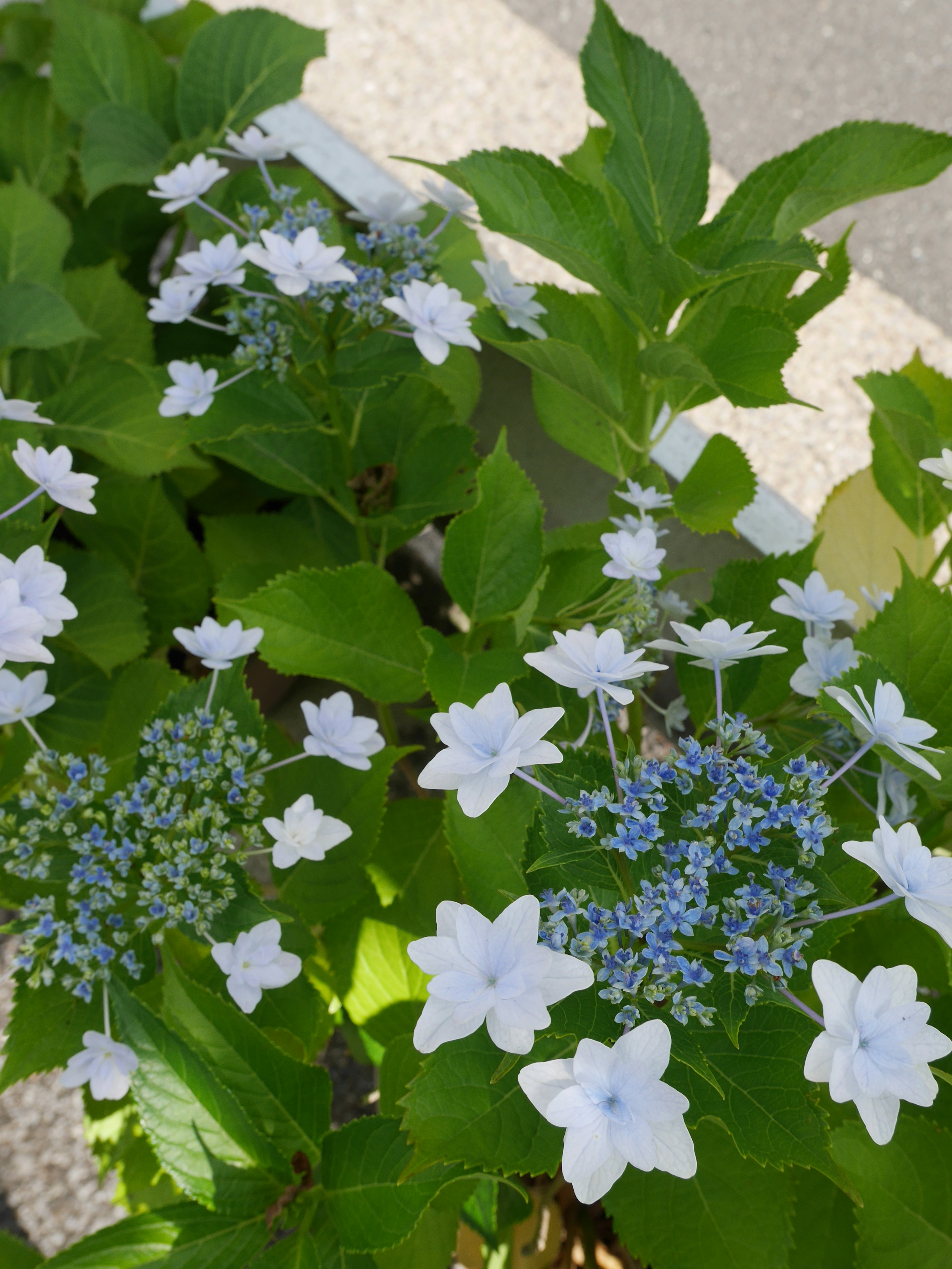 Schöne Hortensienpflanze mit weißen Blüten und grünen Blättern