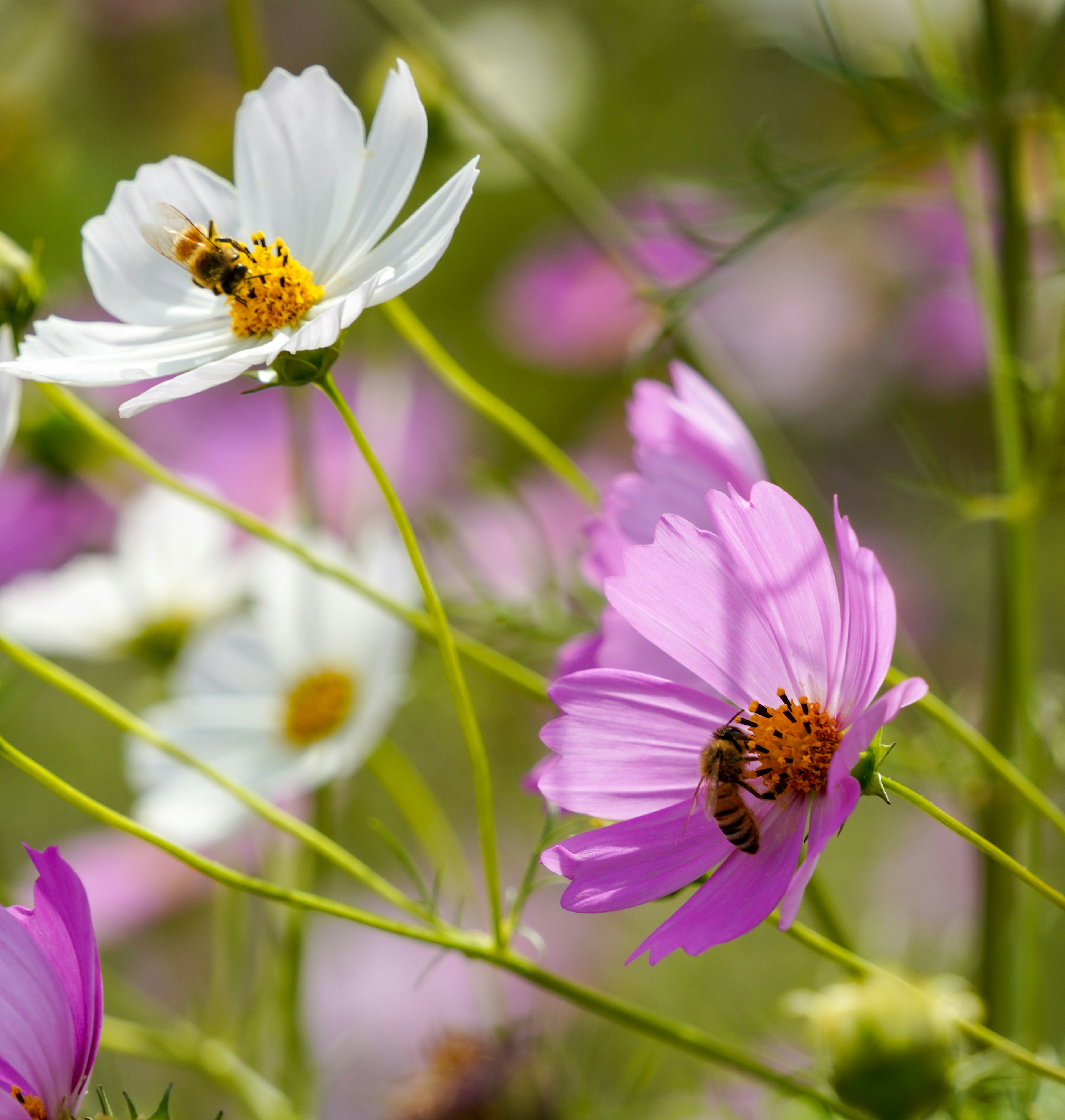 Fiori colorati con api che impollinano in un campo vibrante