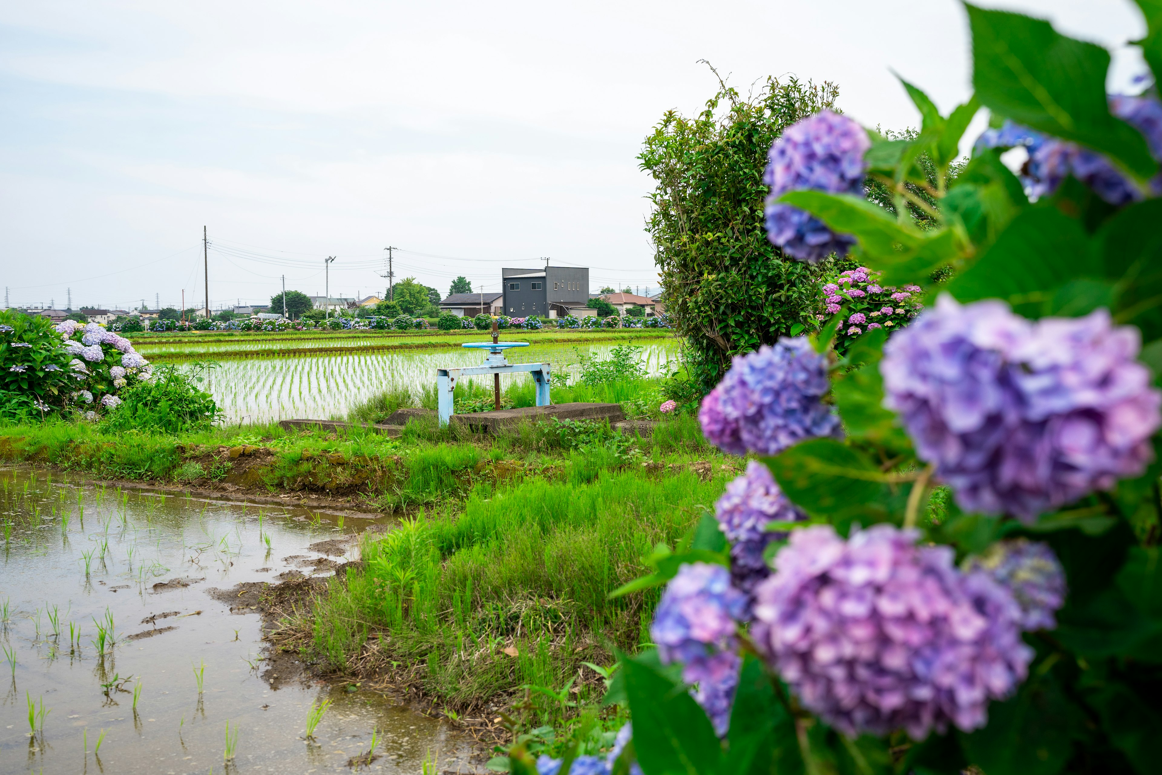 田んぼの近くに咲く紫色のアジサイと緑の風景