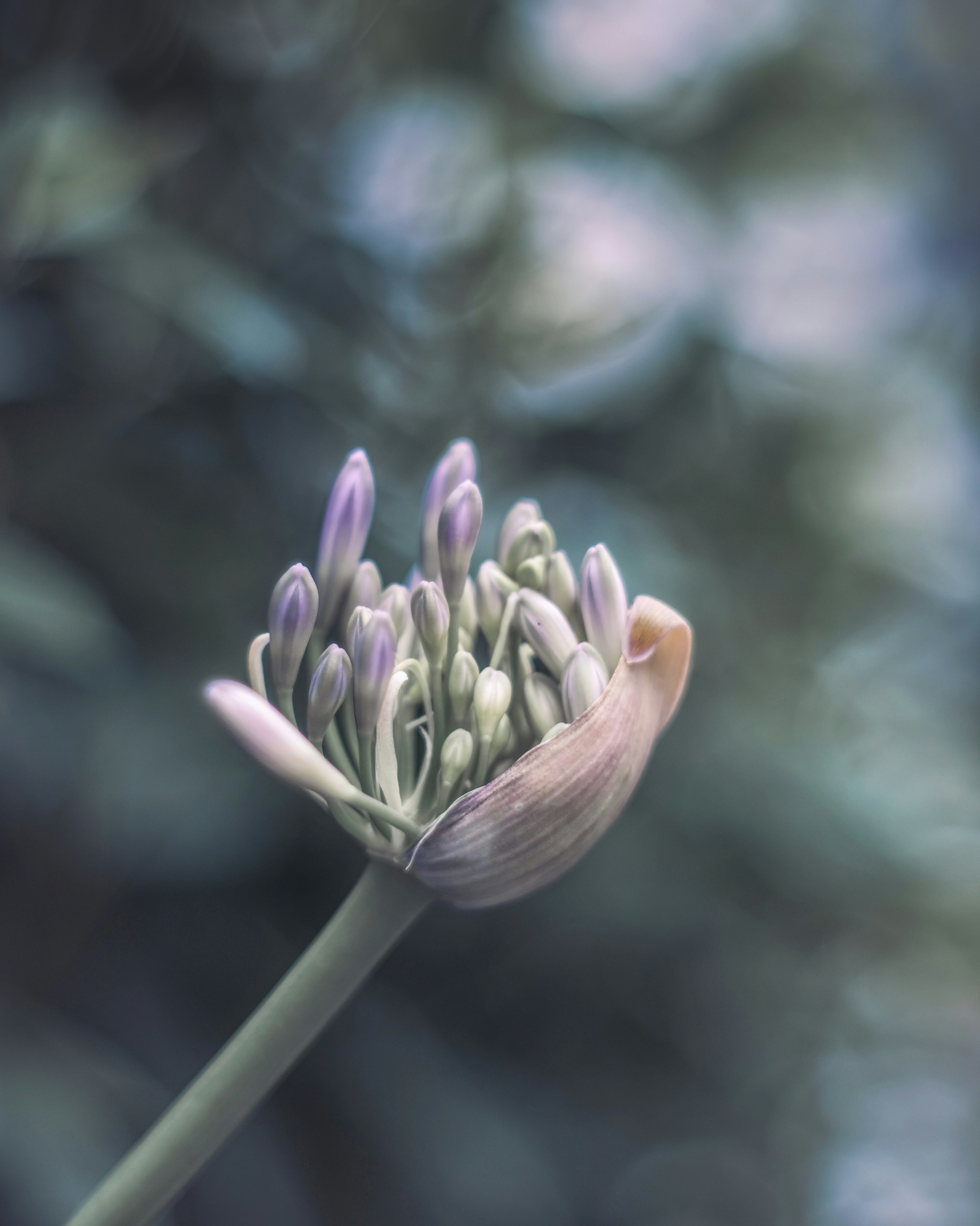 つぼみの花が開きかけている様子 背景はぼやけた緑色