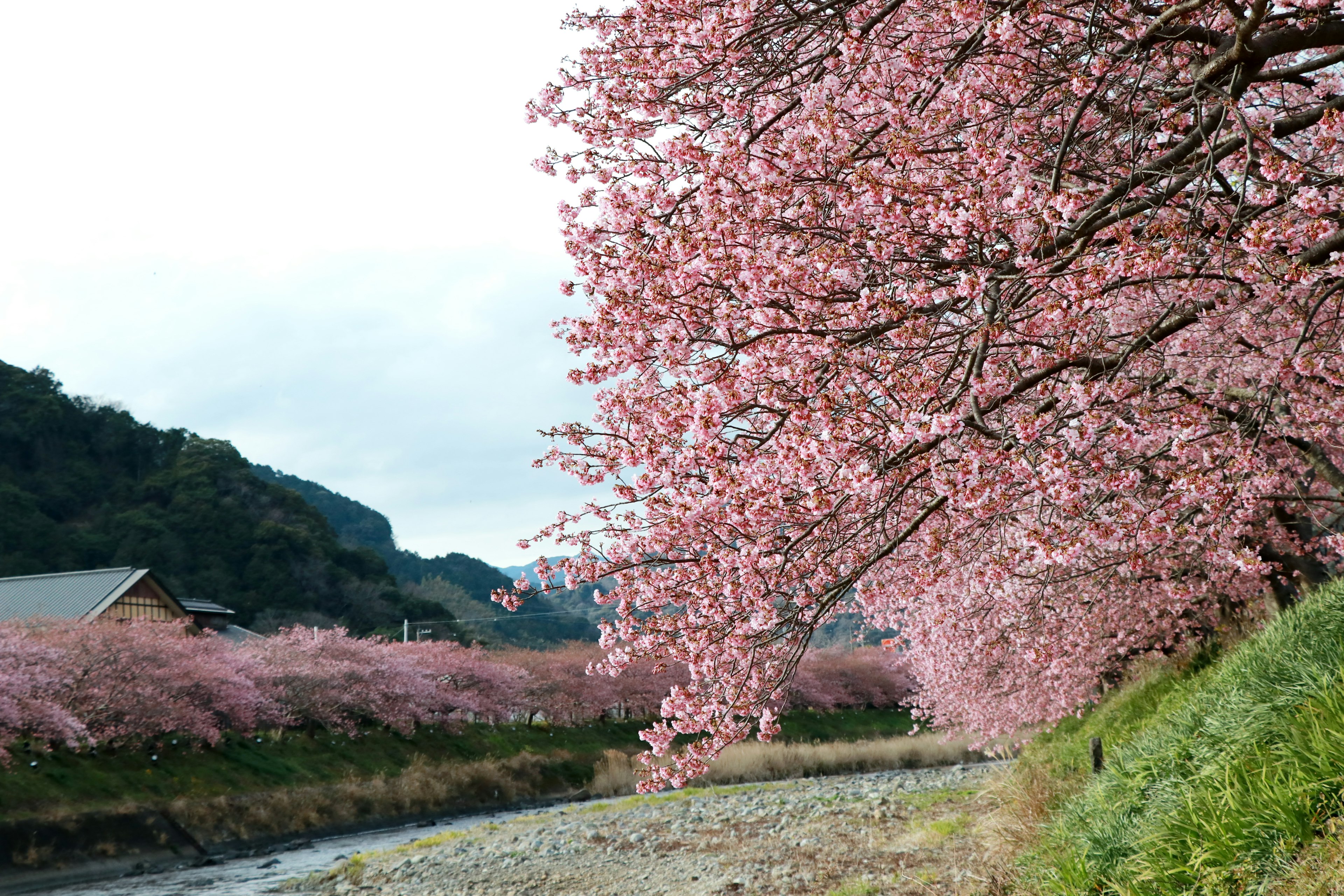 Árboles de cerezo en plena floración a lo largo de un río con flores rosas vibrantes