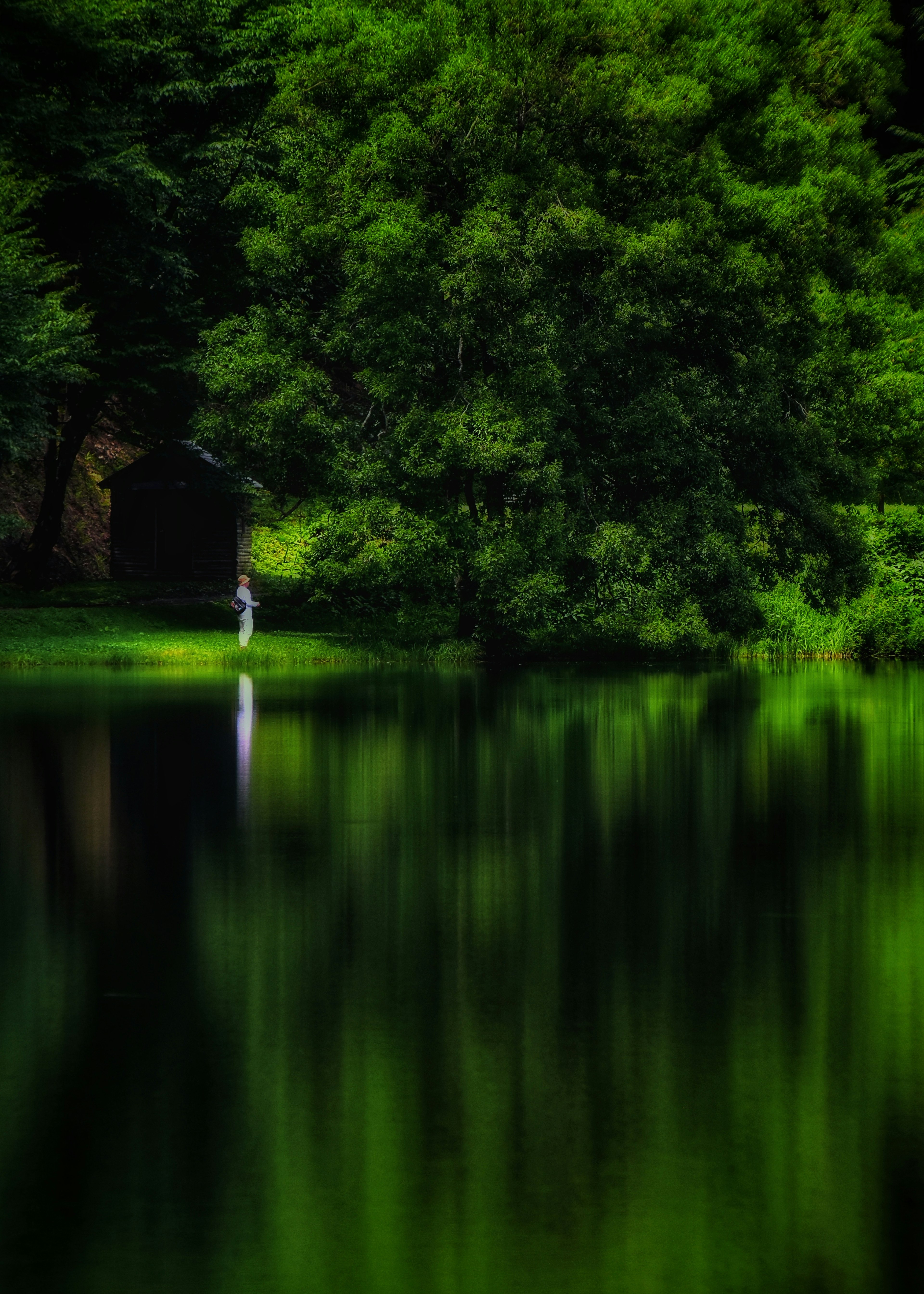 Arbre verdoyant et reflets sur l'eau avec une personne debout