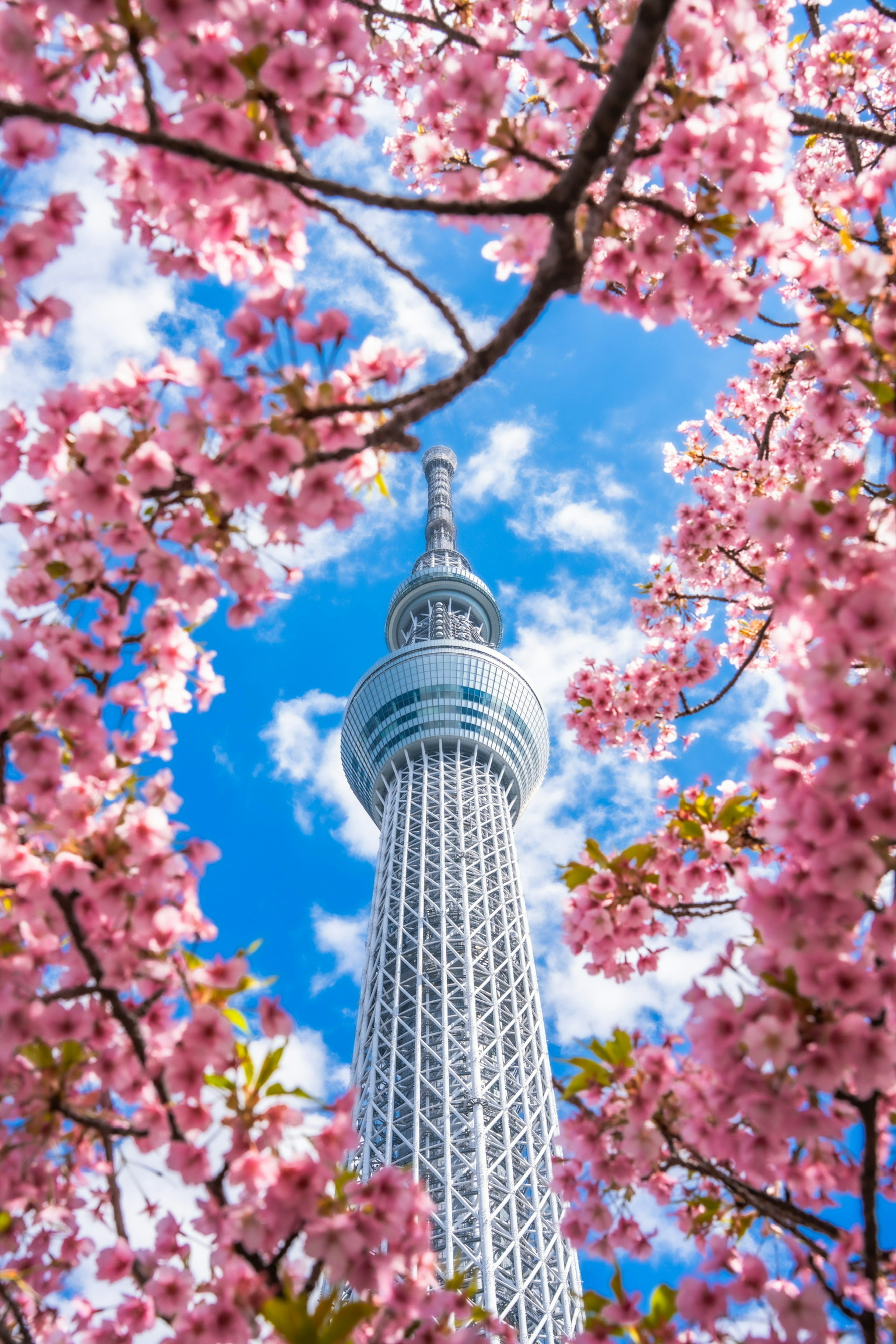 Hermosa vista de la Tokyo Skytree rodeada de flores de cerezo