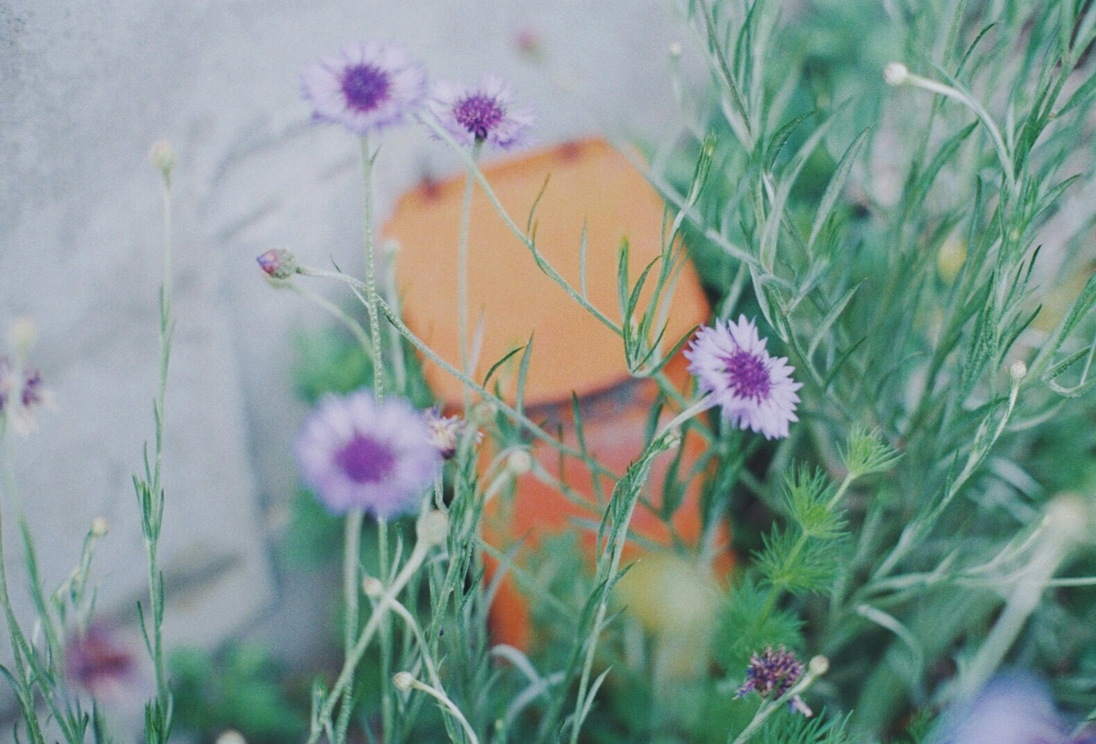 紫の花とオレンジ色のオブジェがある緑の草