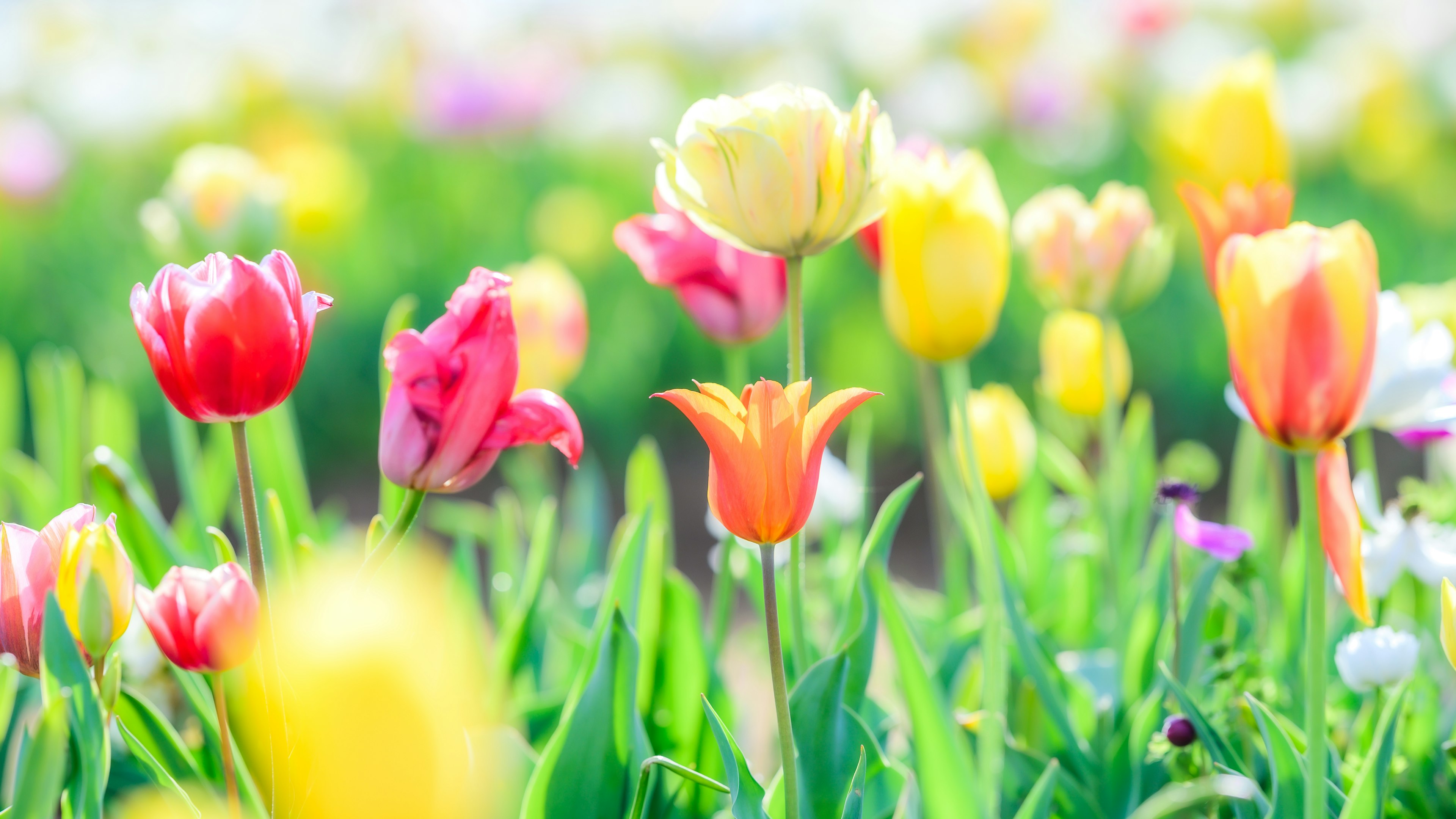 Colorful tulips blooming in a vibrant flower field