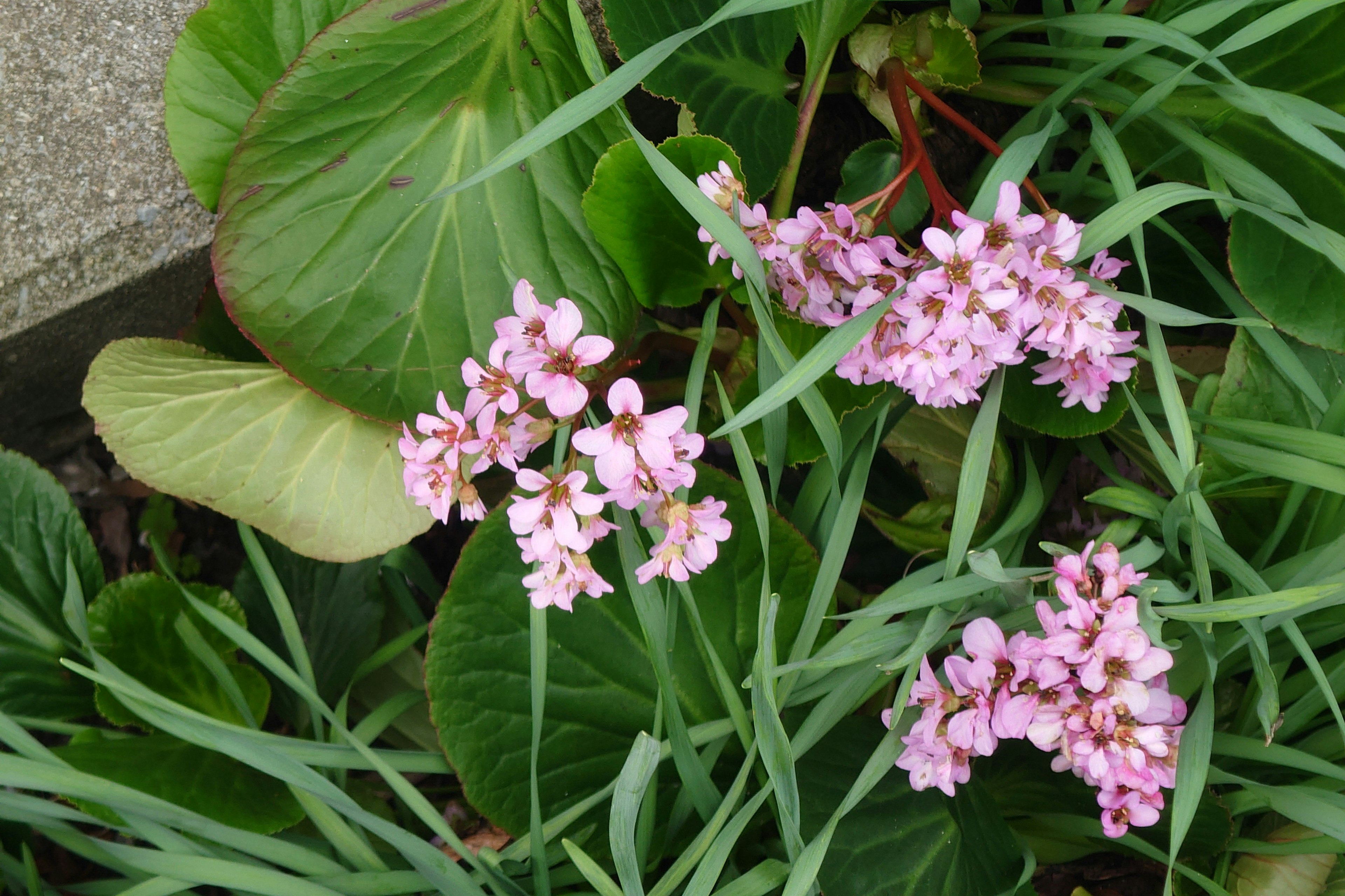 Close-up bunga pink dikelilingi daun hijau