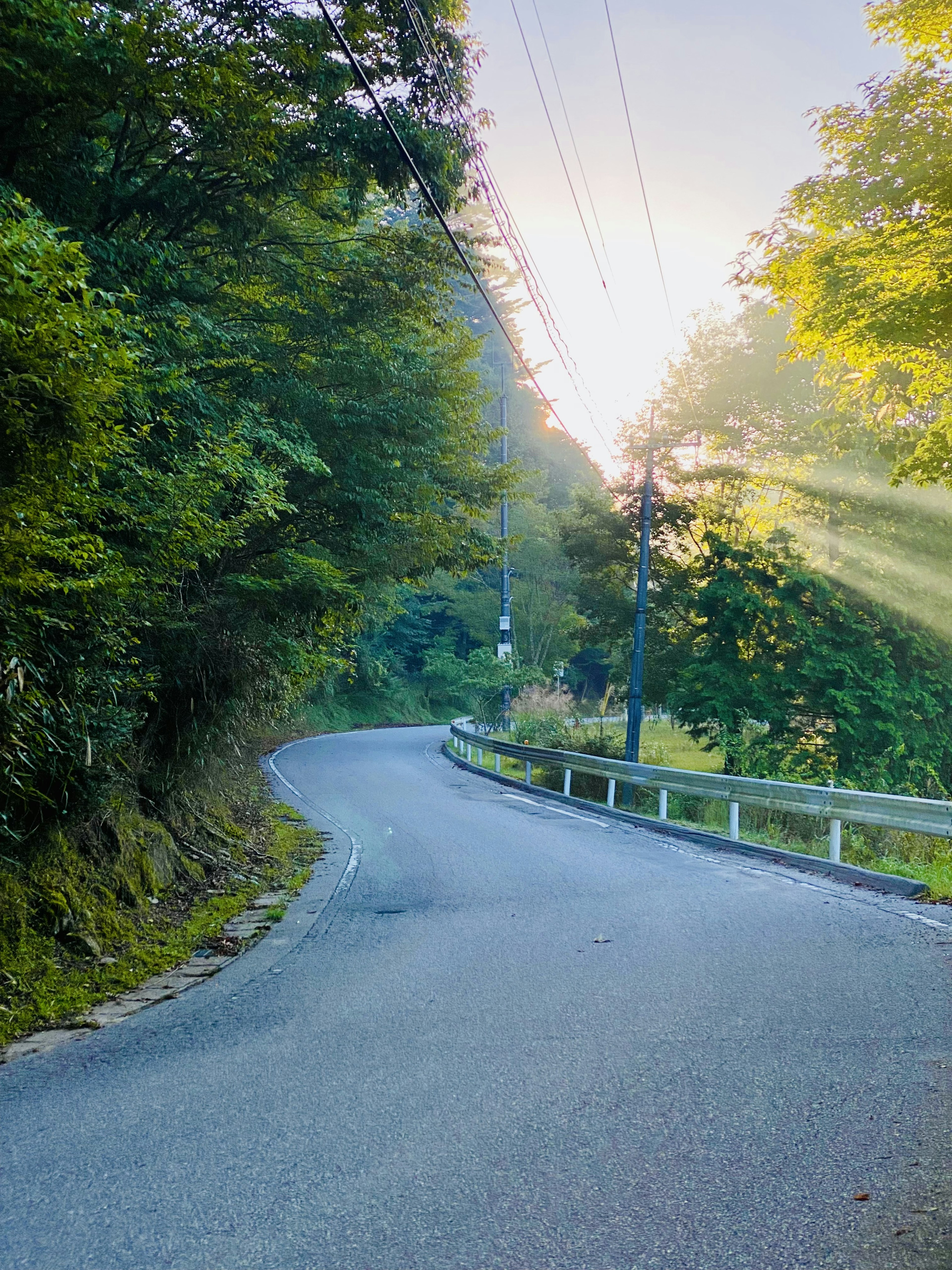 Carretera sinuosa rodeada de vegetación con luz de la mañana