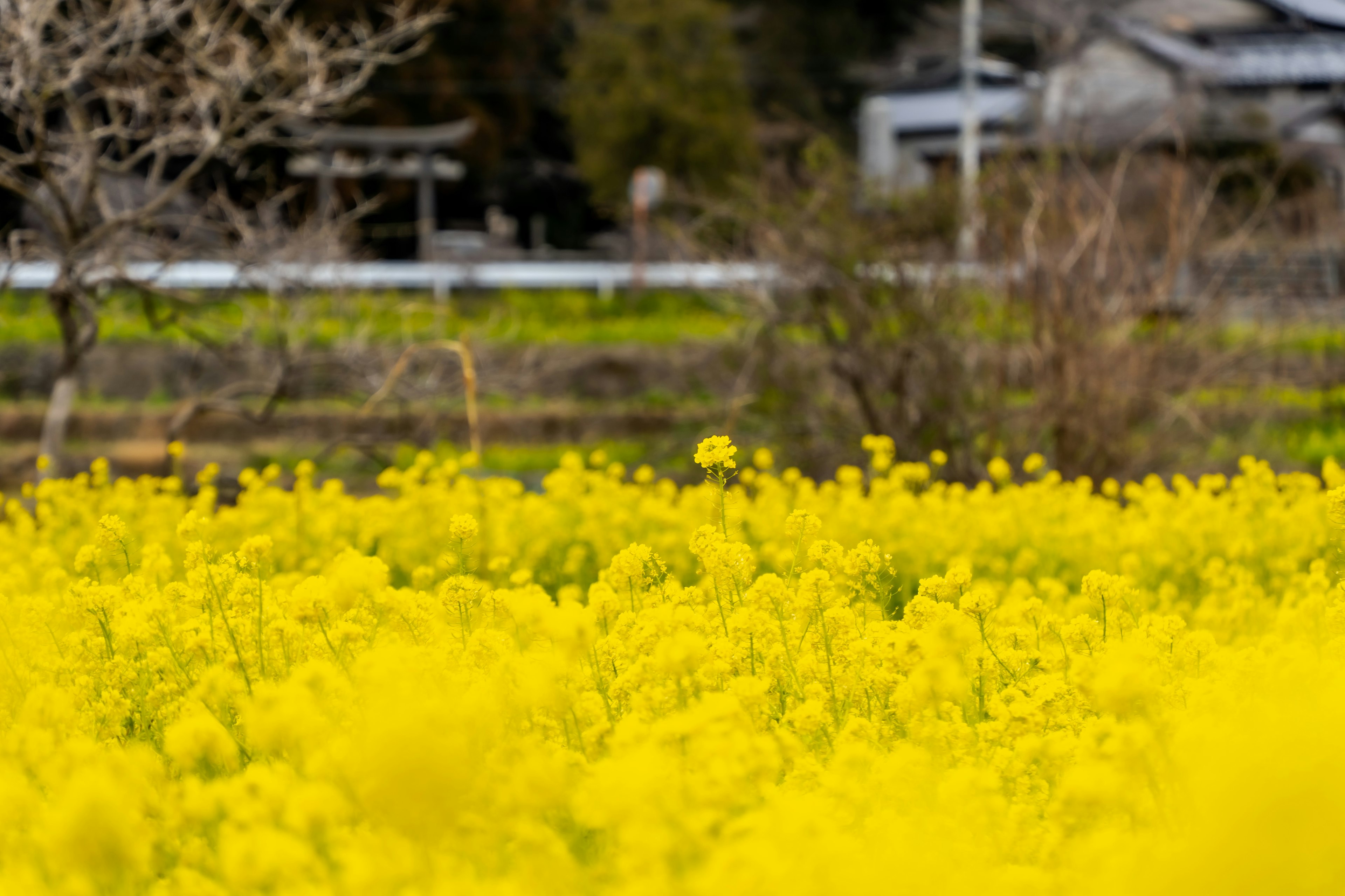 Champ de fleurs de colza jaunes brillantes avec des maisons au loin