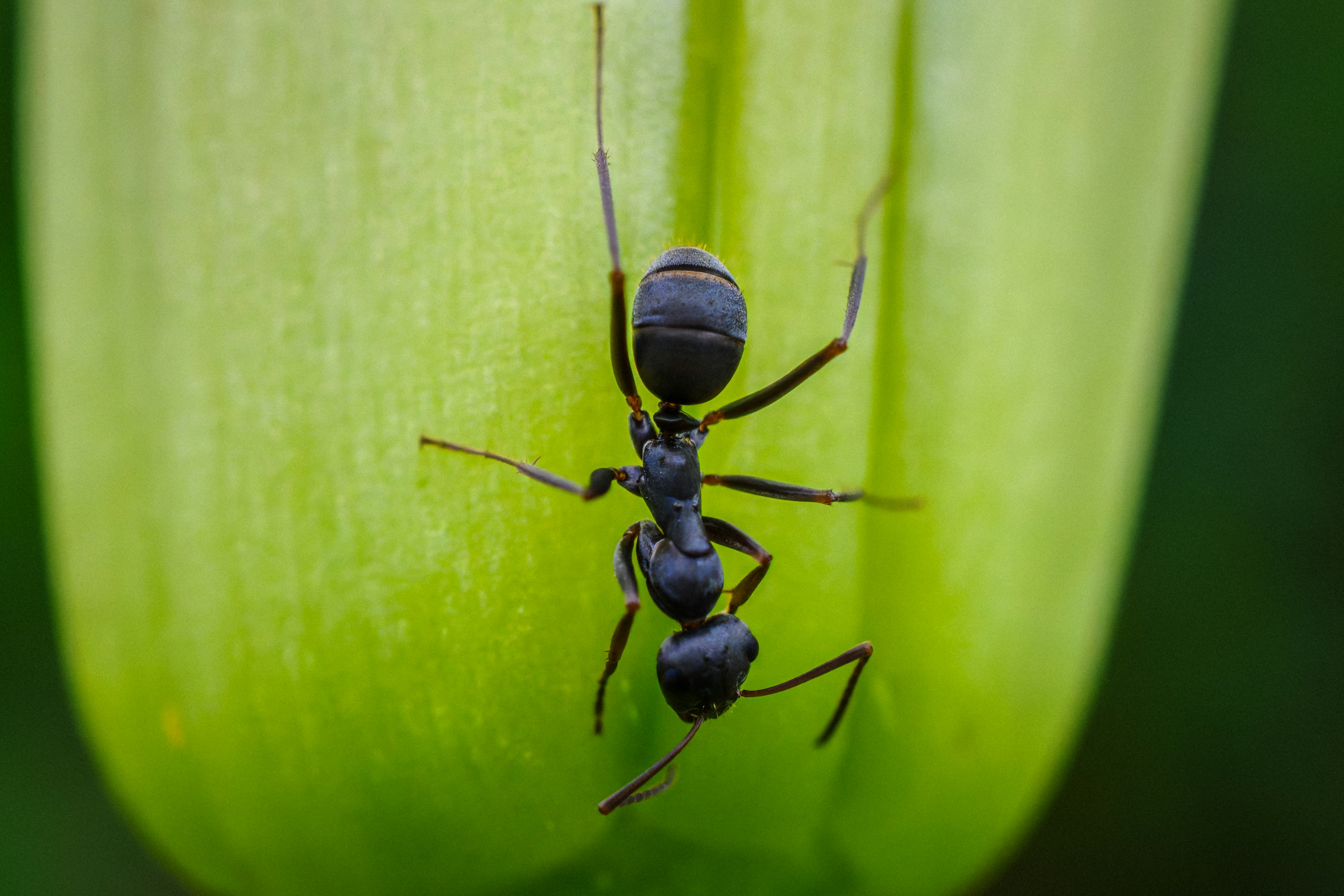 Gros plan d'une fourmi noire grimpant sur une tige verte