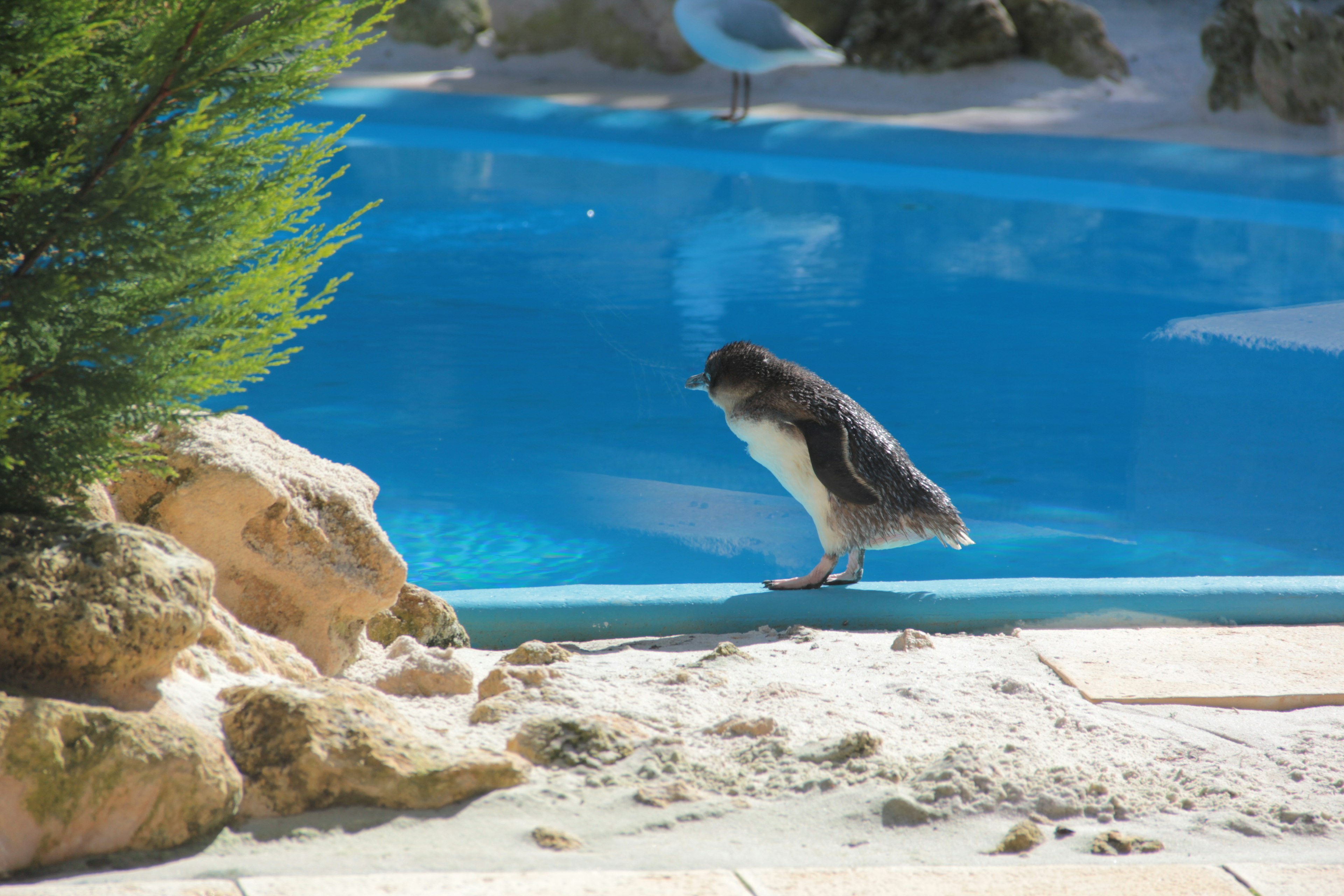 Ein Vogel, der einem Pinguin ähnelt, steht neben einem blauen Pool