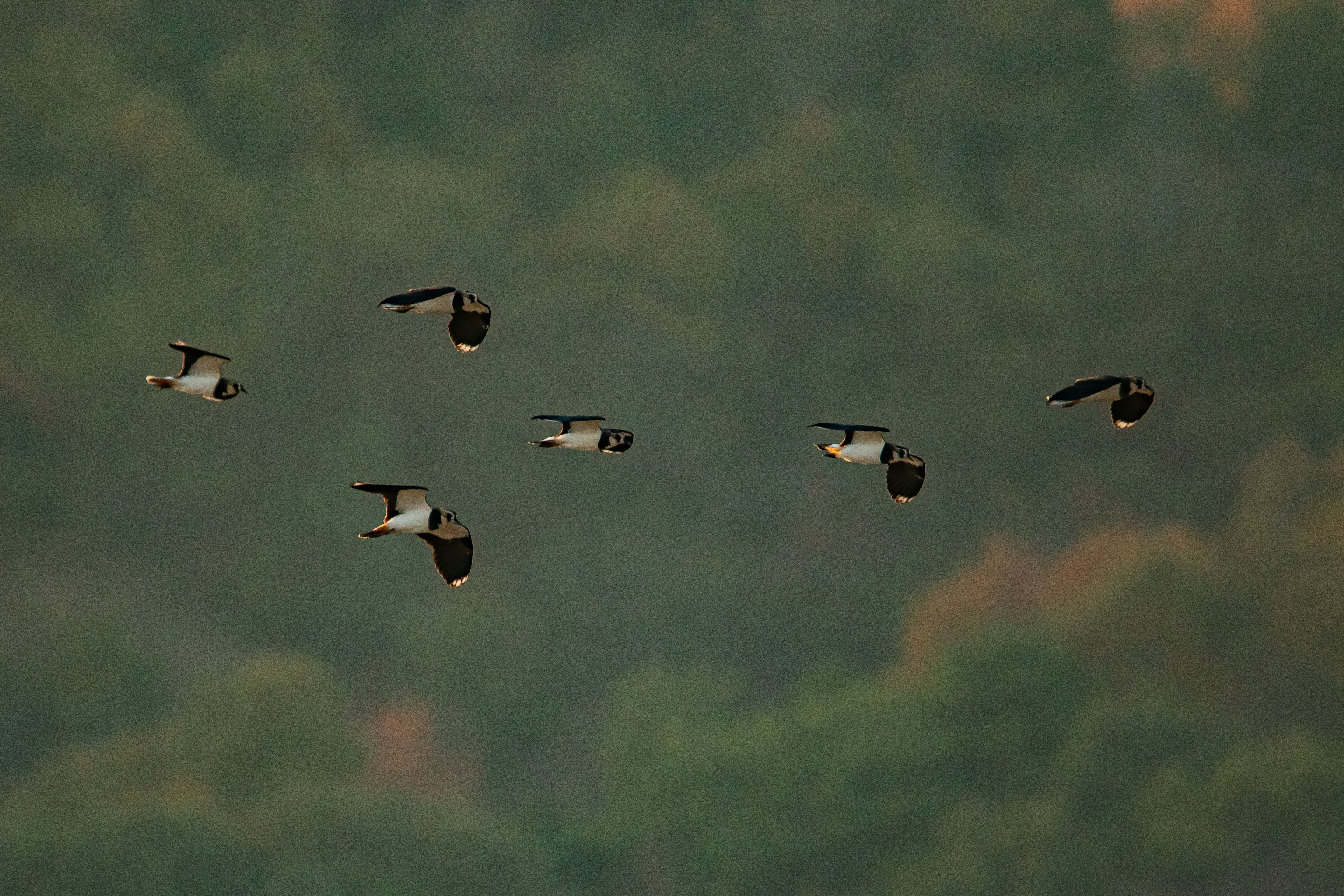 Eine Gruppe von Vögeln im Flug vor einem grünen Hintergrund