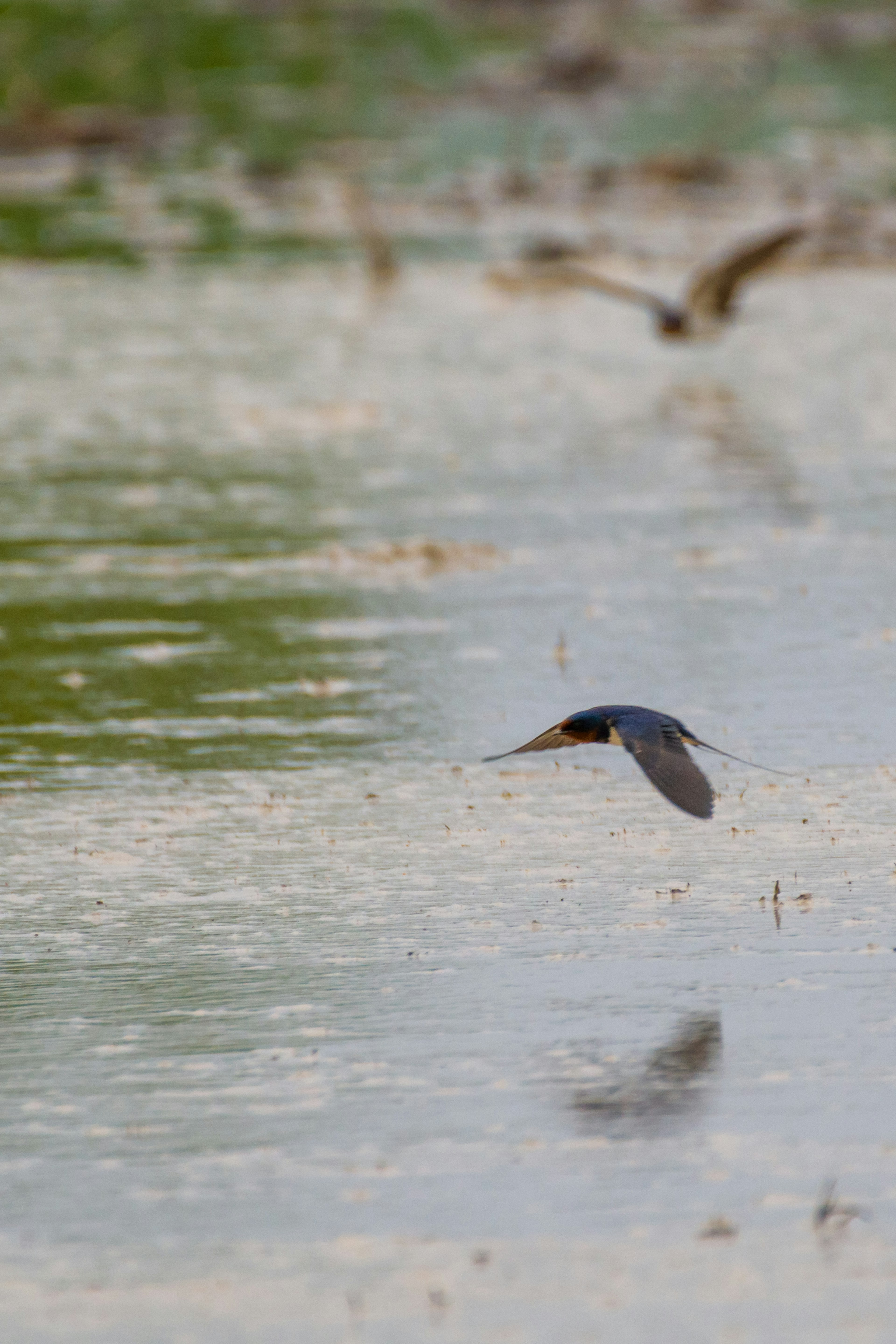 Un pájaro volando bajo sobre una superficie de agua reflectante