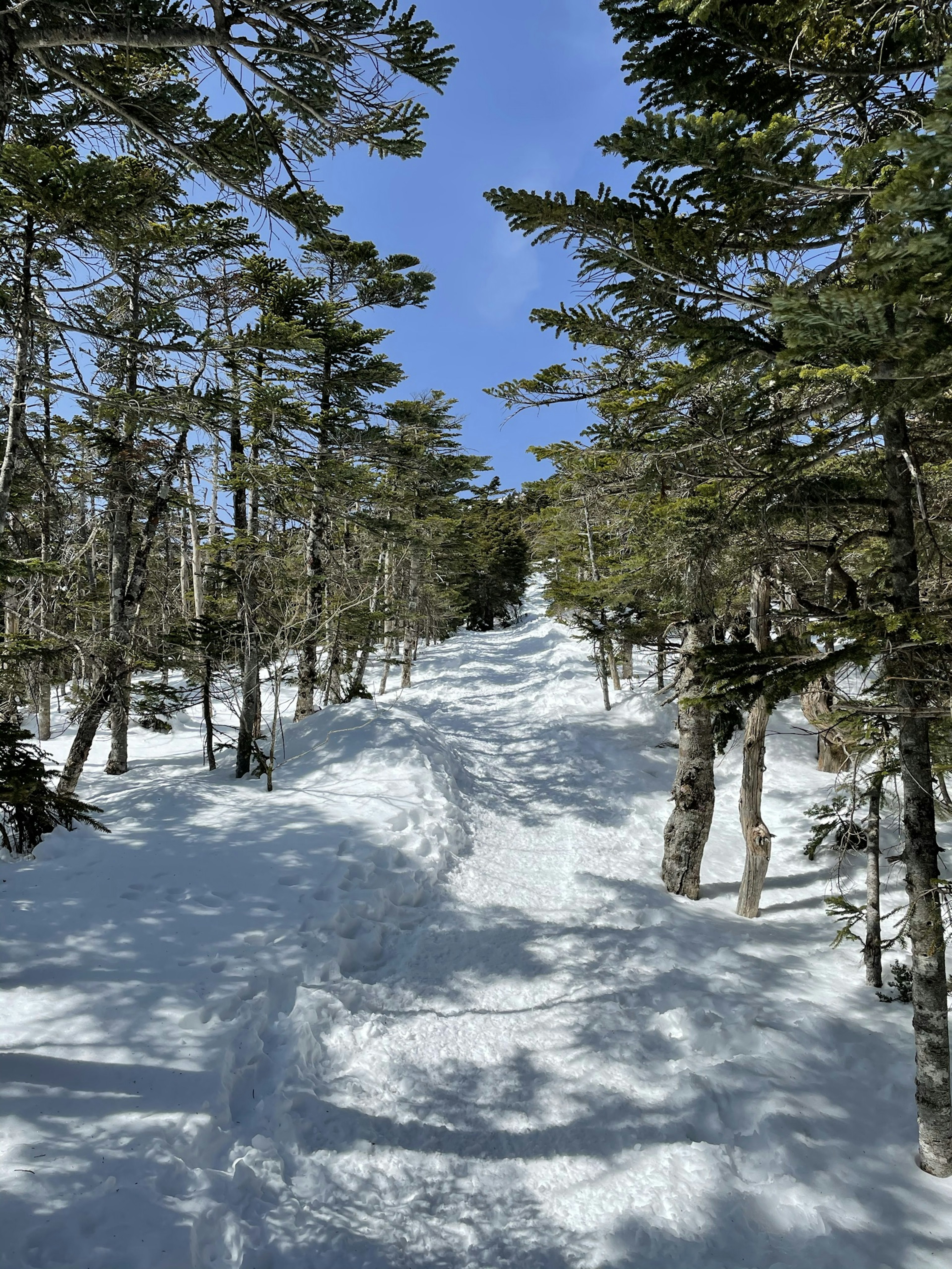 Schneebedeckter Weg durch einen Wald mit blauem Himmel