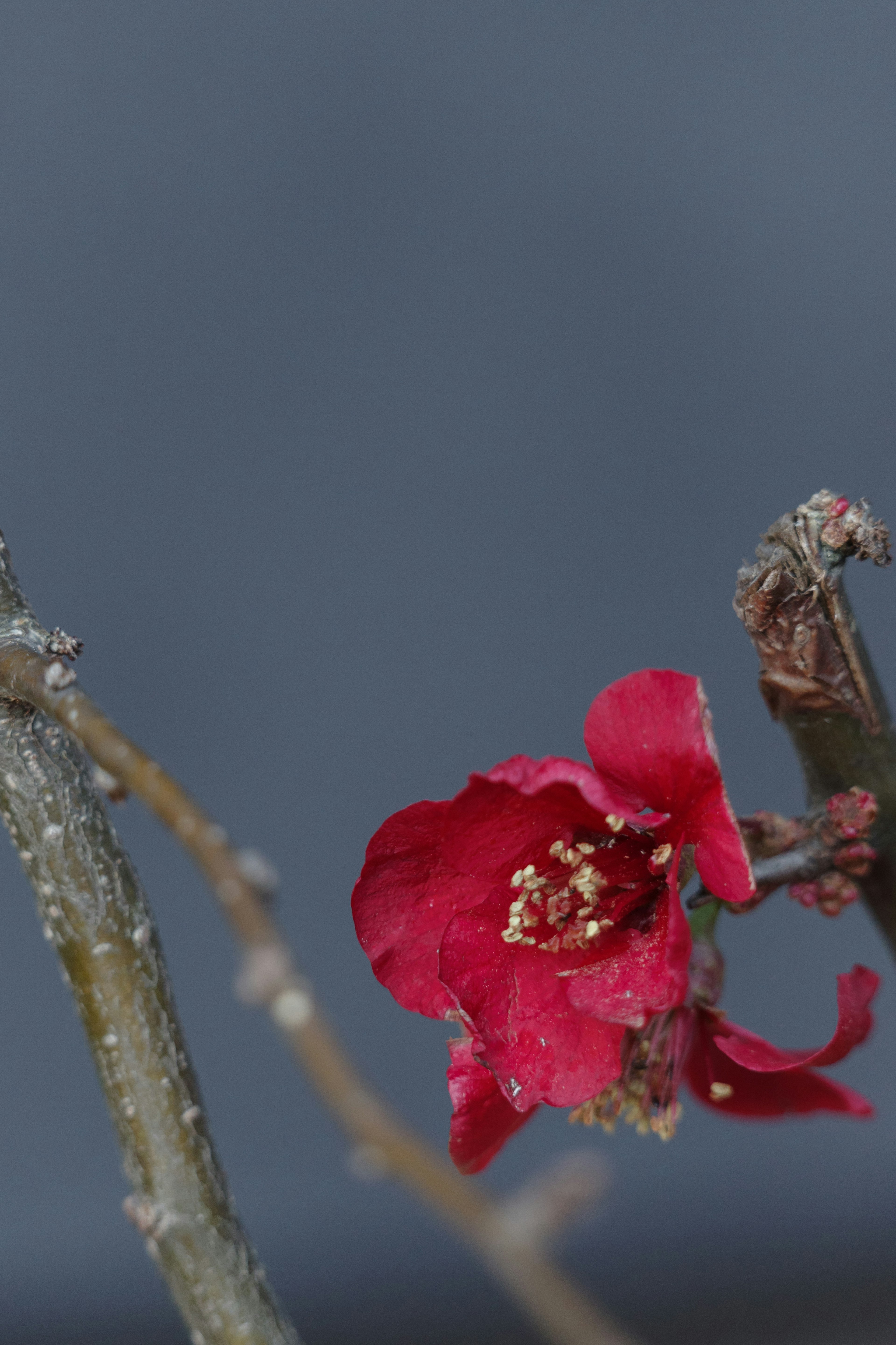 Gros plan d'une fleur rouge sur une branche nue