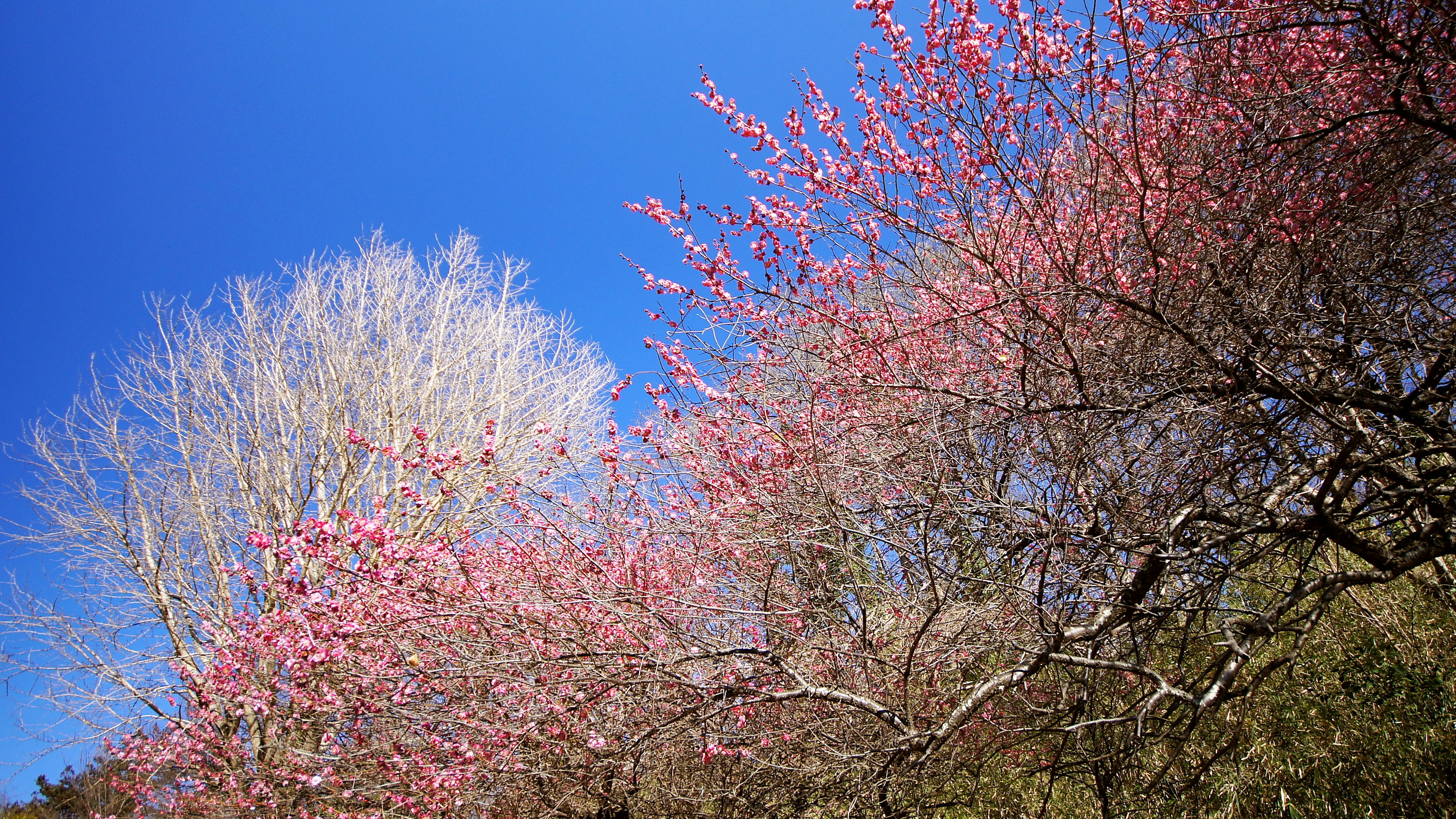 Fiori rosa sotto un cielo blu con un albero invernale